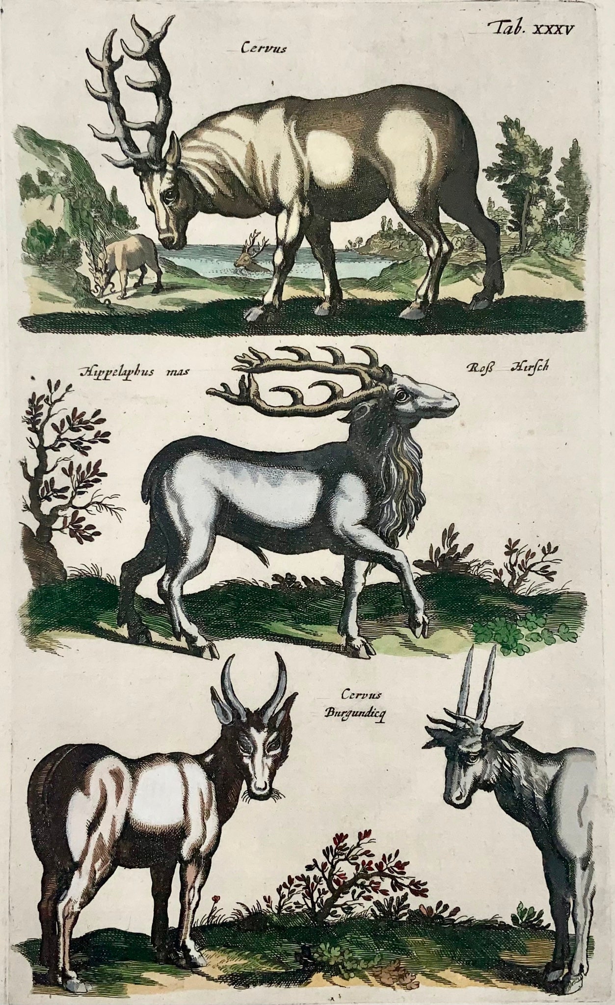 1657 Cervo, cervo Matt. Merian, folio, incisione colorata a mano, mammiferi