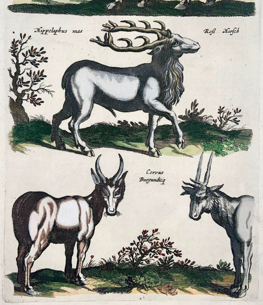 1657 Cervus, deer Matt. Merian, folio, hand coloured engraving, mammals