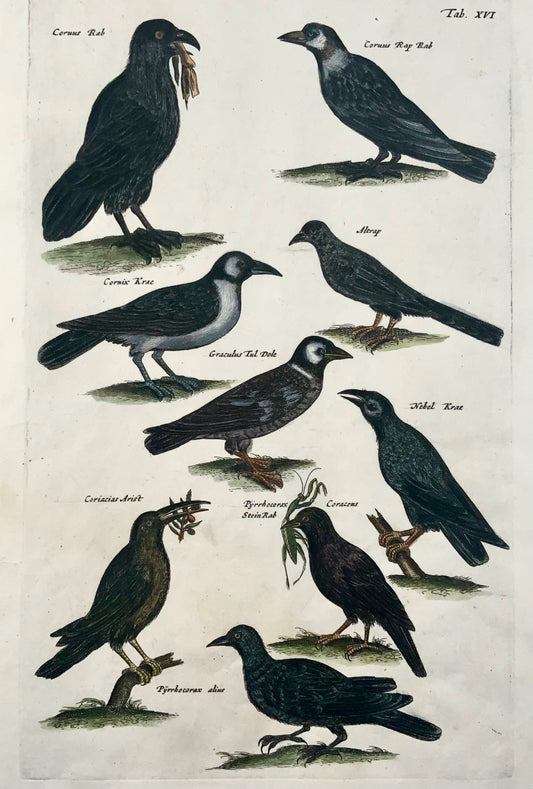 1657 Corbeau, corbeau, oiseaux Matt. Merian, in-folio, gravure coloriée à la main