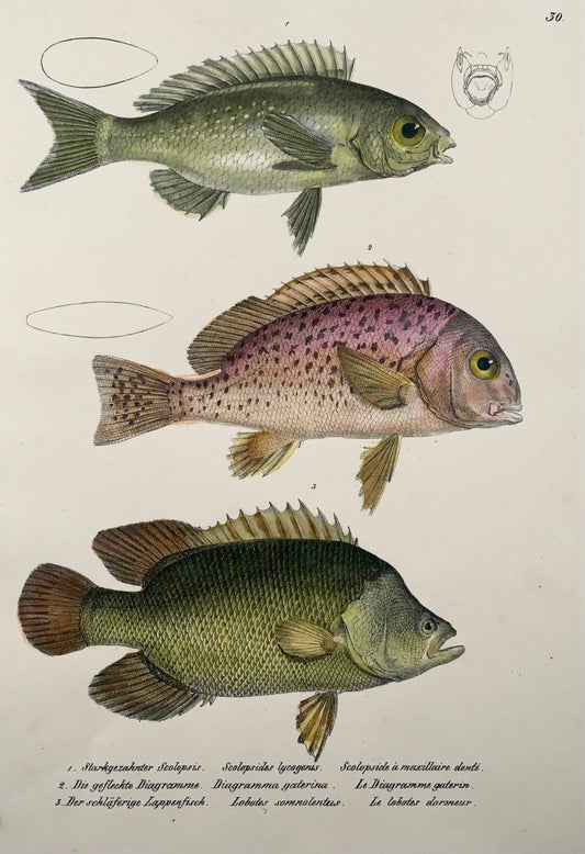 1833 Ardoise australienne, sweetlips, poisson, Schinz, folio, lithographie coloriée