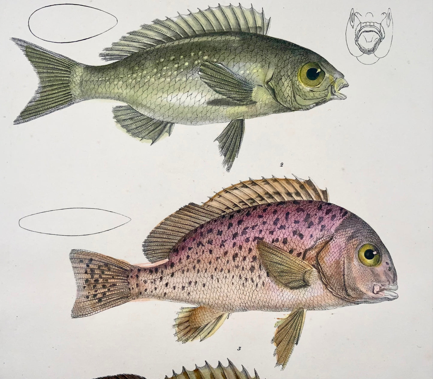1833 Slatey australiano, labbra dolci, pesce, Schinz, folio, litografia colorata a mano