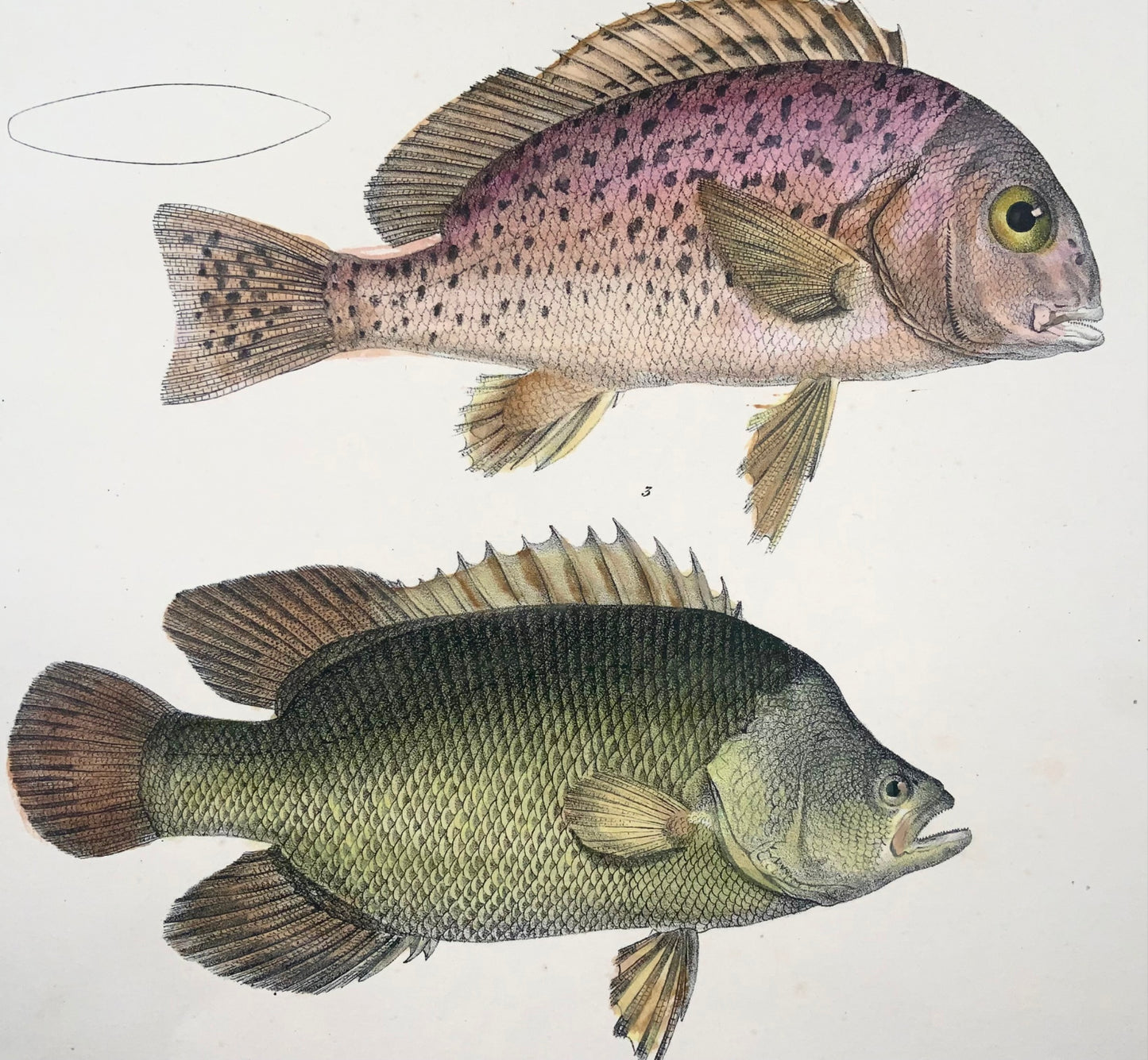 1833 Slatey australiano, labbra dolci, pesce, Schinz, folio, litografia colorata a mano