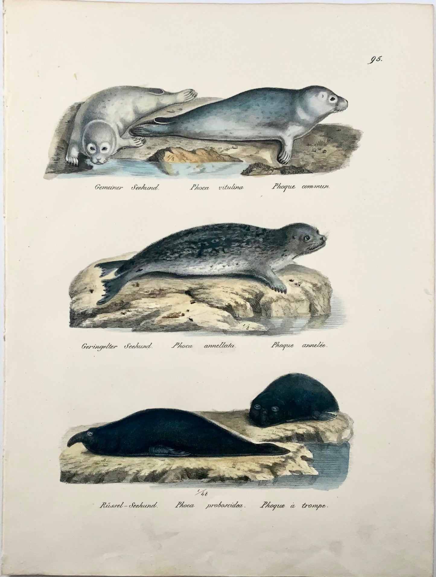 1824 Sceaux Phoca, Mammifères, KJ Brodtmann lithographie FOLIO colorée à la main