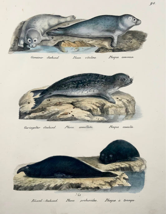 1824 Seals Phoca, Mammals, K.J. Brodtmann hand colored FOLIO lithograph