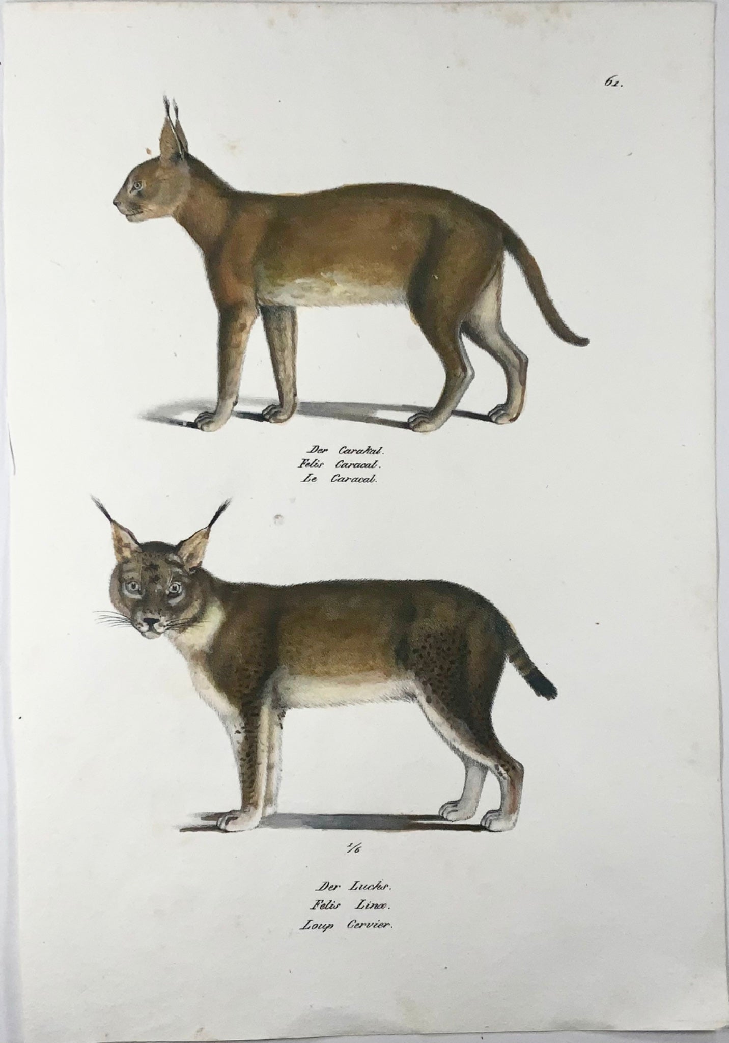 1824 Lynx, Caracal, Mammifères, KJ Brodtmann lithographie FOLIO colorée à la main