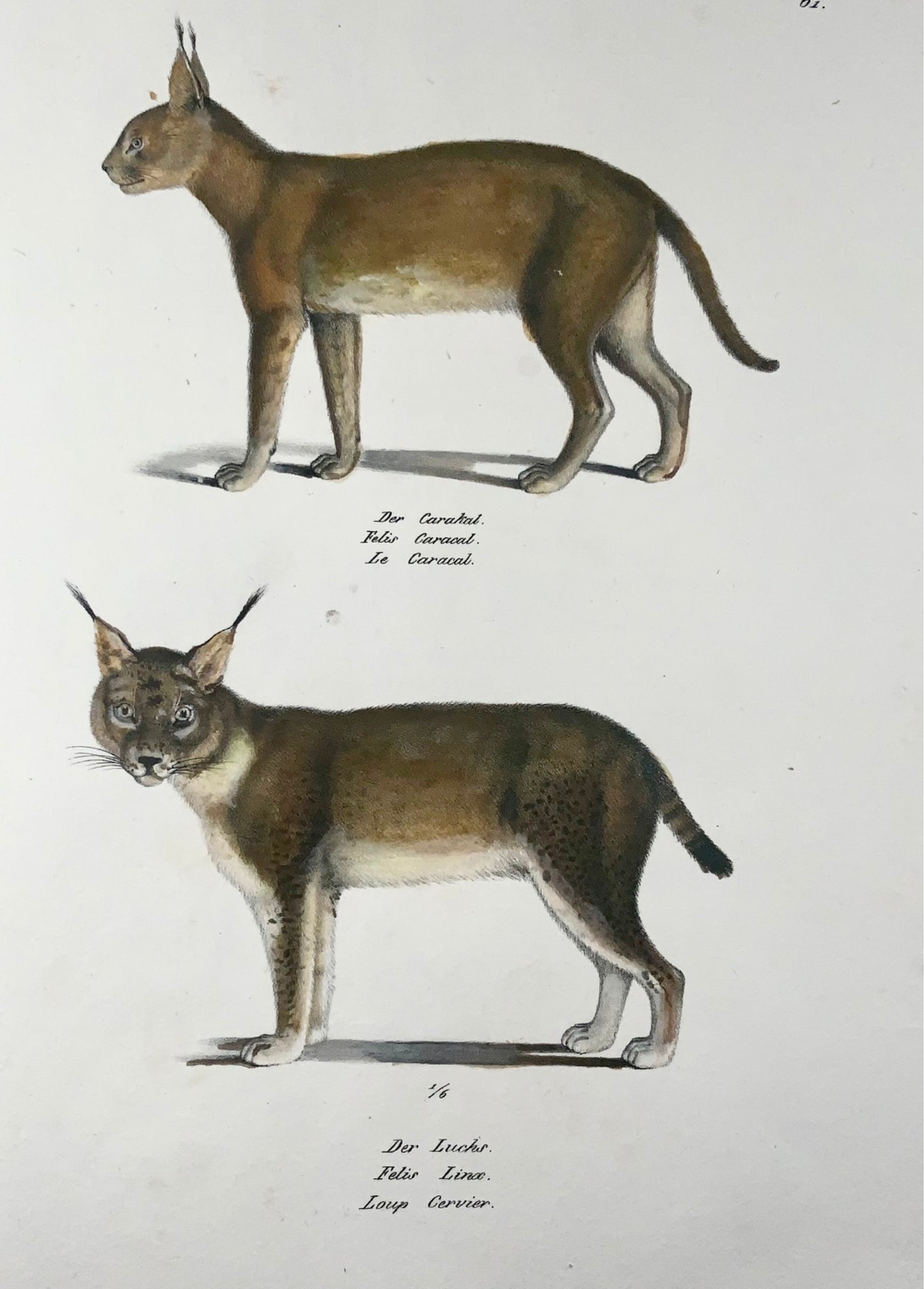 1824 Lynx, Caracal, Mammifères, KJ Brodtmann lithographie FOLIO colorée à la main
