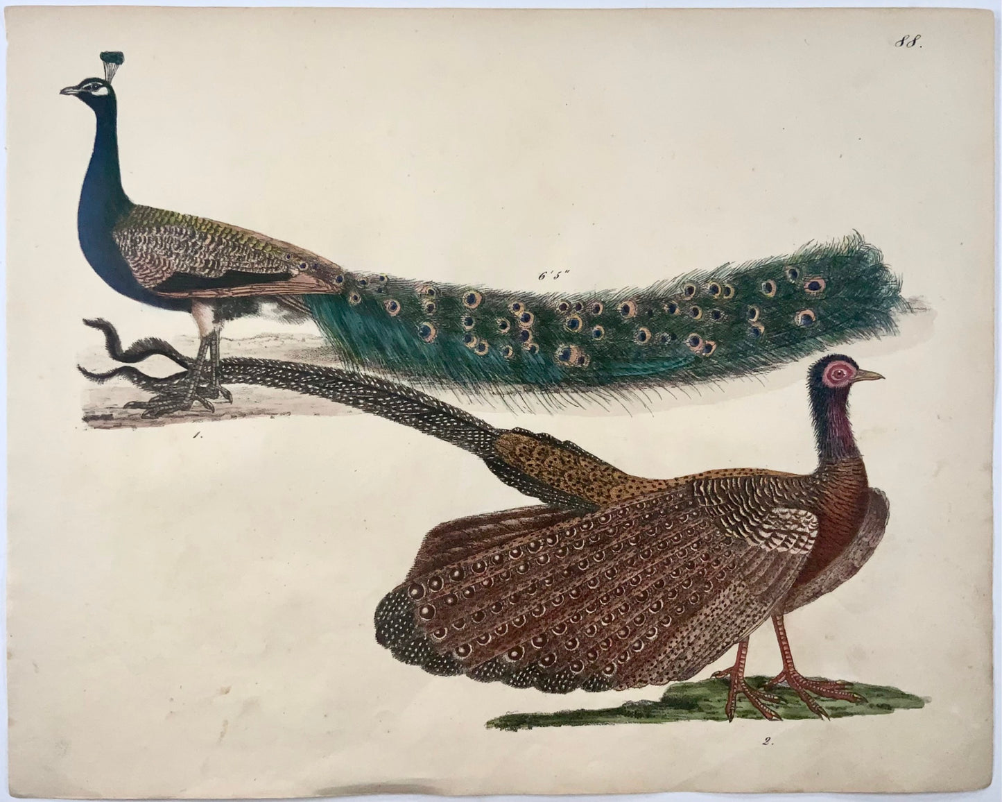 1819 Pavone, ornitologia, Strack, litografia a gesso, colore a mano