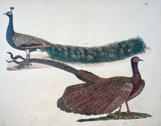 1819 Peacock, ornithology, Strack, chalk lithograph, hand color