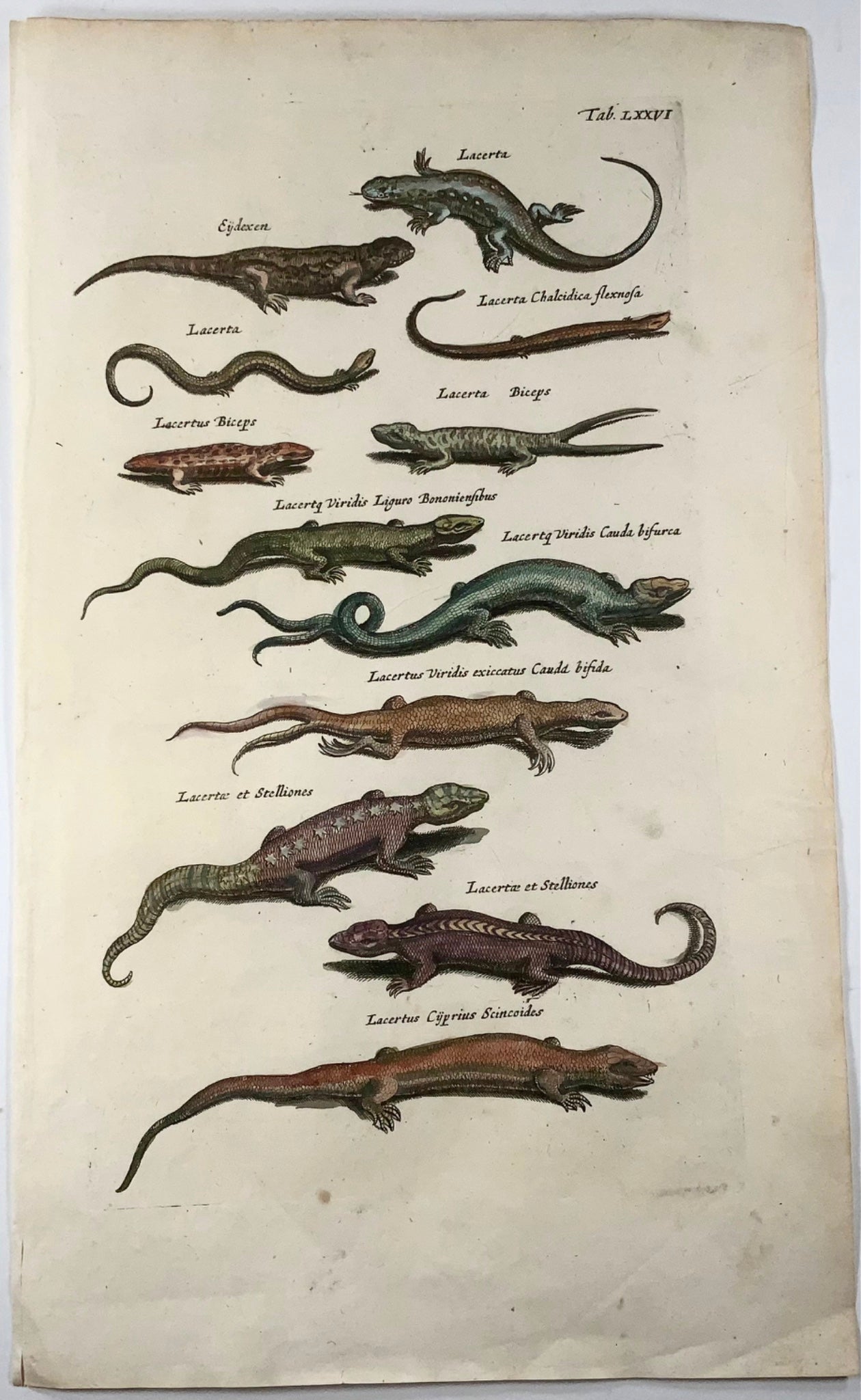 1657 Lucertole, Scinchi, Lacertus, Matt Merian, folio, incisione colorata a mano