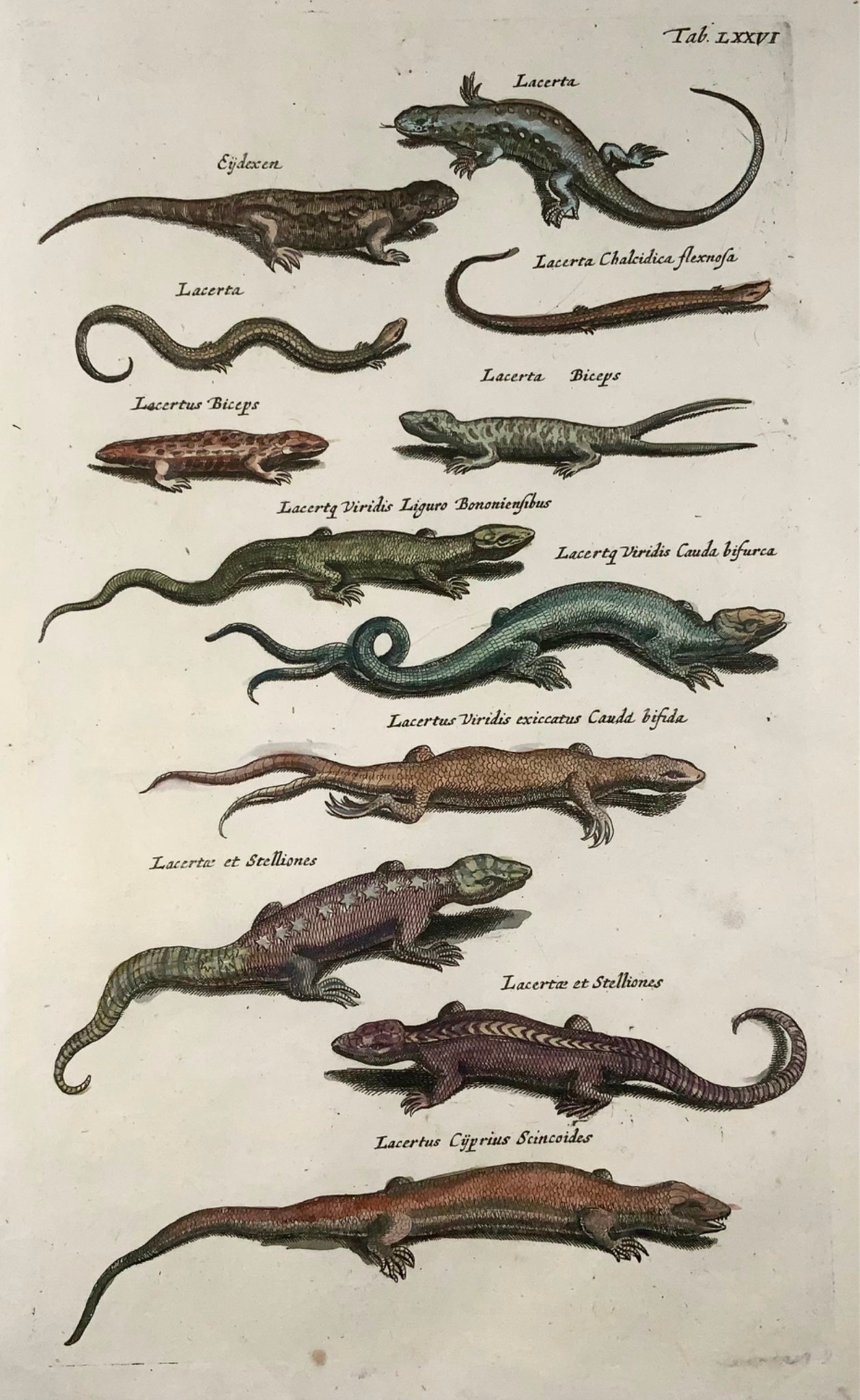 1657 Lizards, Skinks, Lacertus, Matt Merian, folio, hand coloured engraving