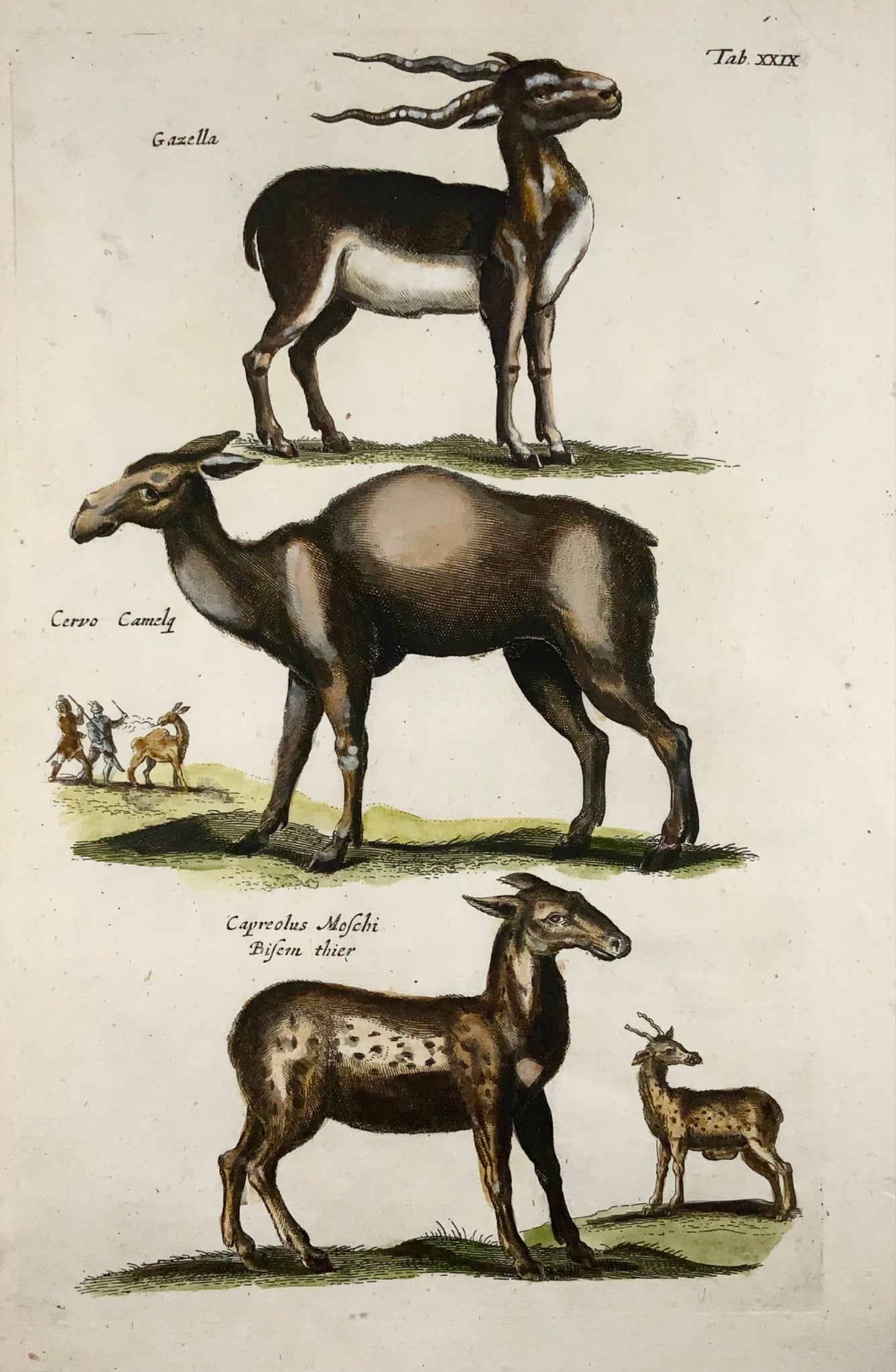 1657 Cervus, Cerf, Gazelle, Matt Merian, folio, gravure coloriée à la main, mammifères