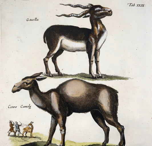 1657 Cervo, cervo, gazzella, Matt Merian, folio, incisione colorata a mano, mammiferi