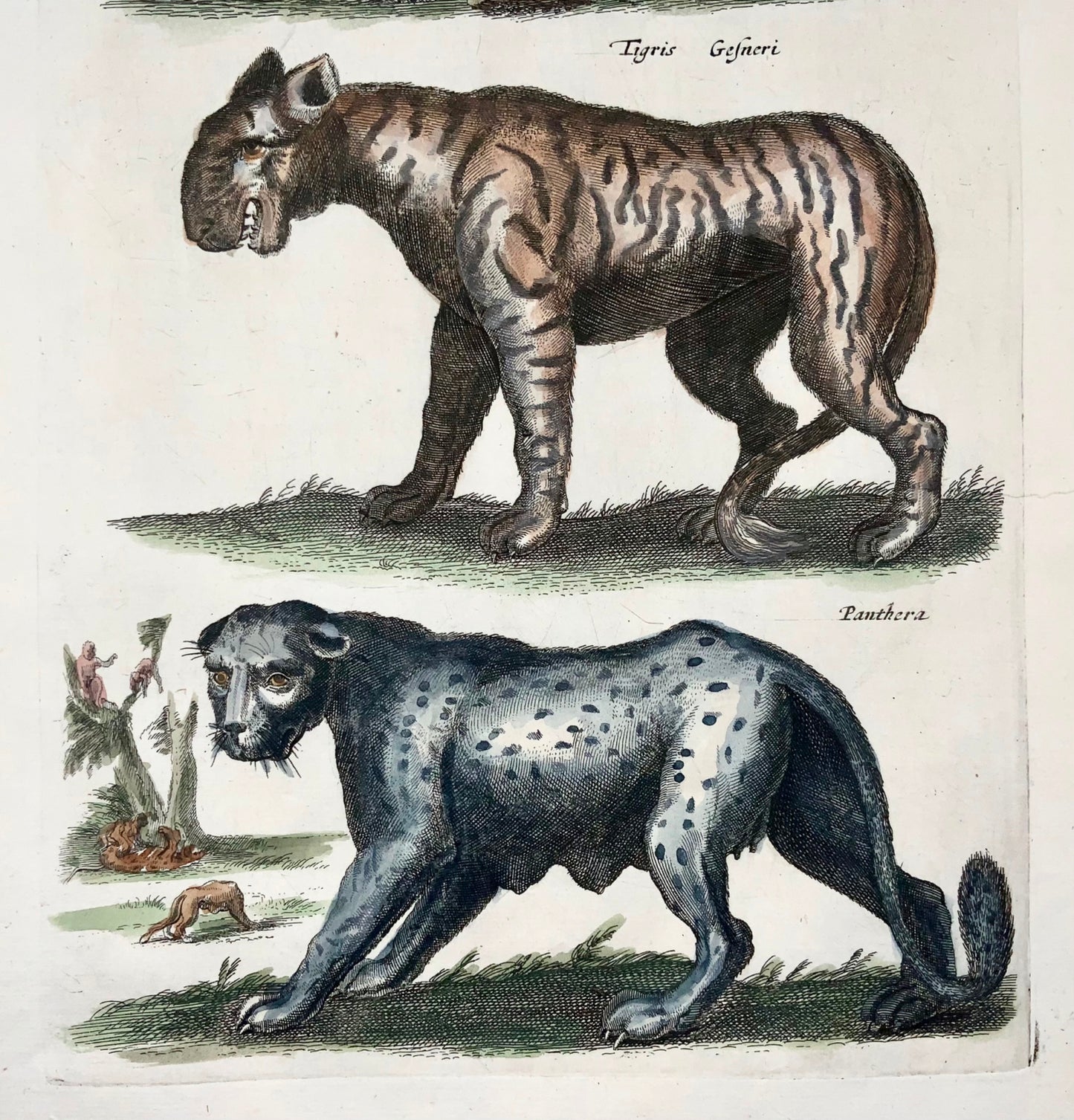 1657 Leopardo, Pantera, Tigre, Matt. Merian, incisione in foglio colorata a mano, mammiferi 
