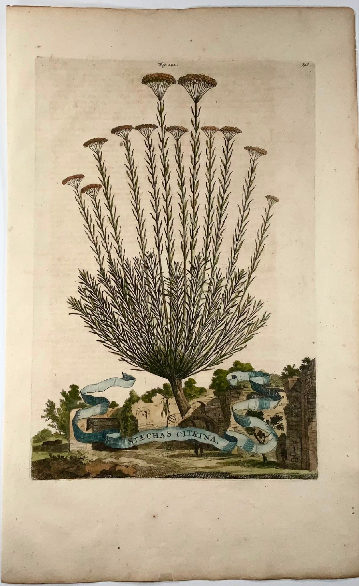 1696 Stachys Citrina, foglio grande, botanica, Abraham Munting, foglio grande