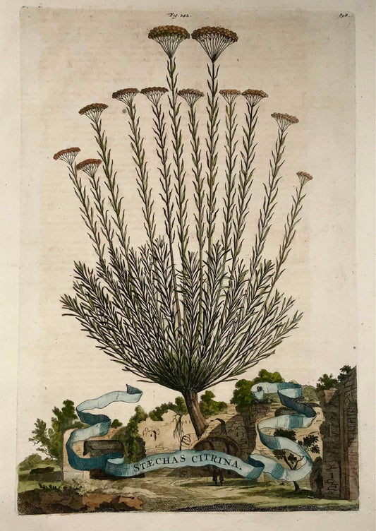 1696 Stachys Citrina, foglio grande, botanica, Abraham Munting, foglio grande