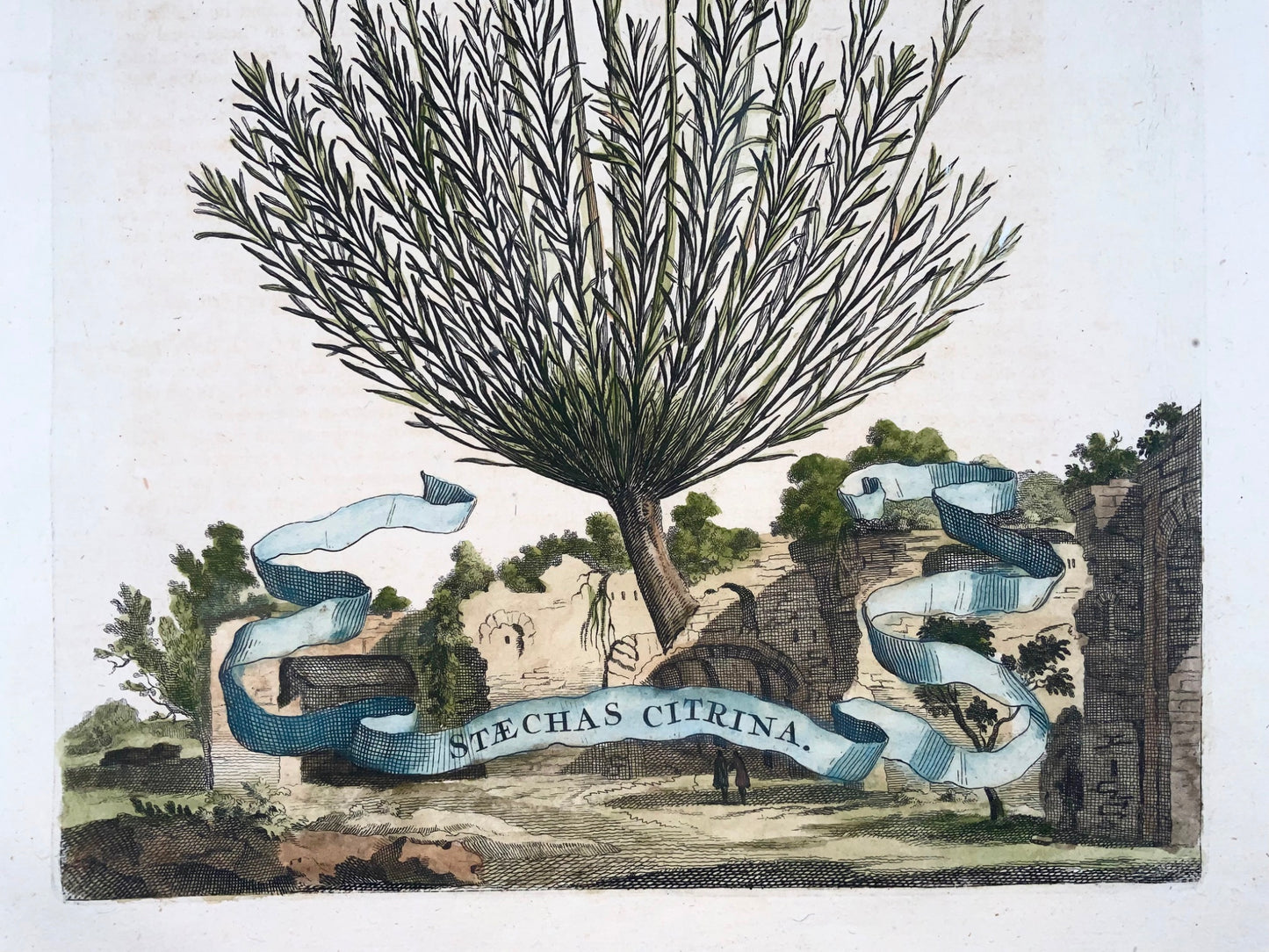 1696 Stachys Citrina, large folio, botany, Abraham Munting, large folio