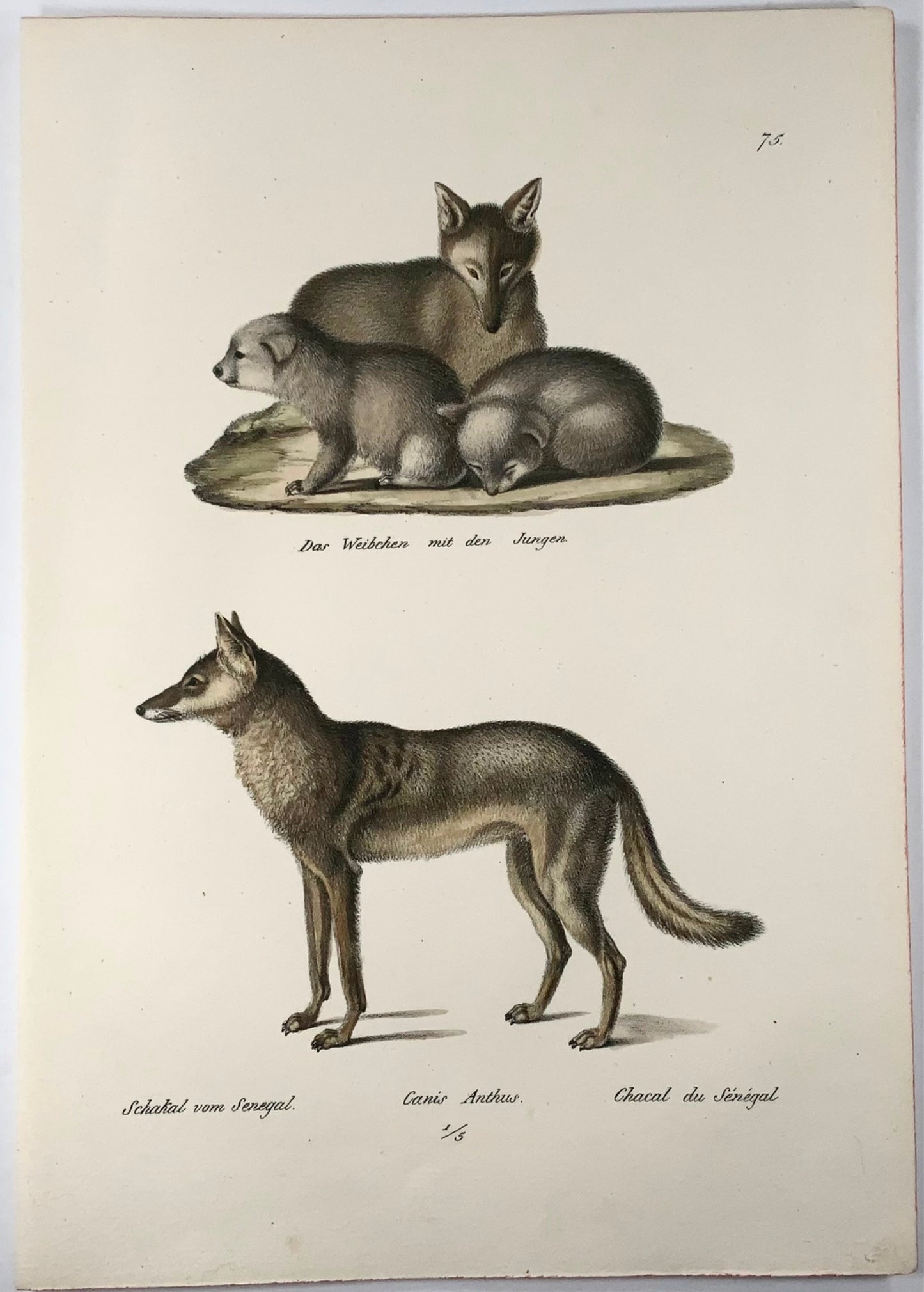 1824 Jackals, mammals, K.J. Brodtmann hand colored, folio lithograph