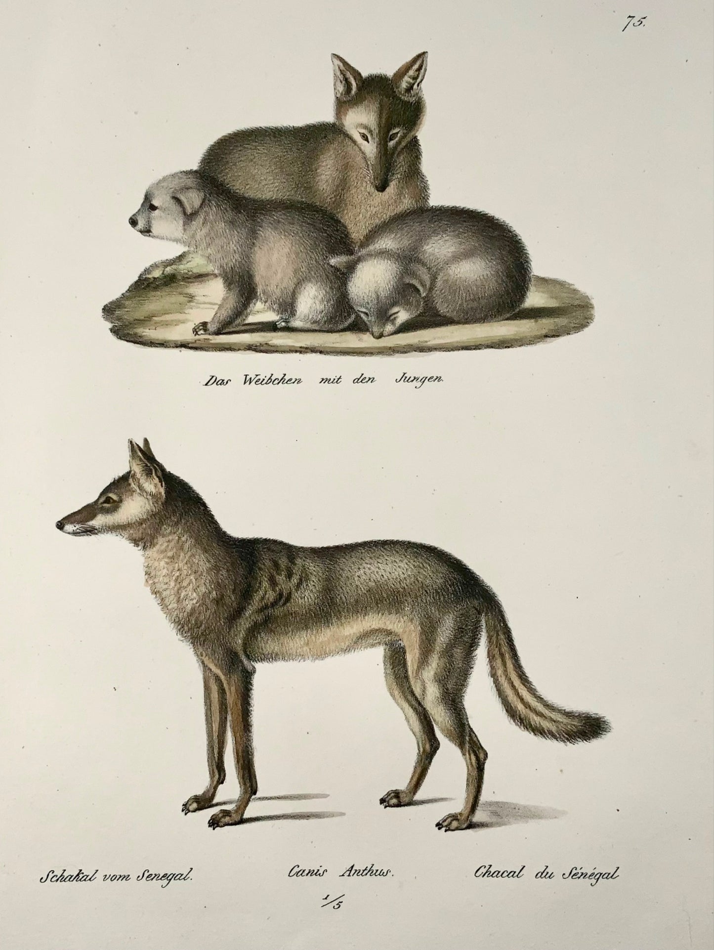 1824 Sciacalli, mammiferi, KJ Brodtmann colorato a mano, litografia in folio