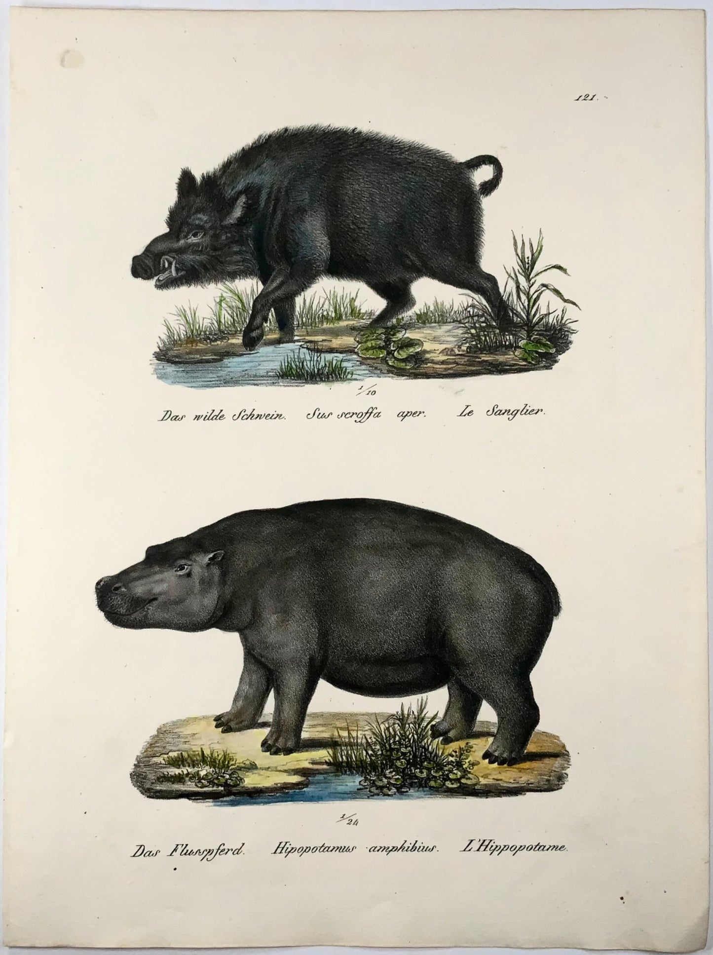 1824 Hippopotamus, Boer, mammals, K.J. Brodtmann hand colored, folio lithograph