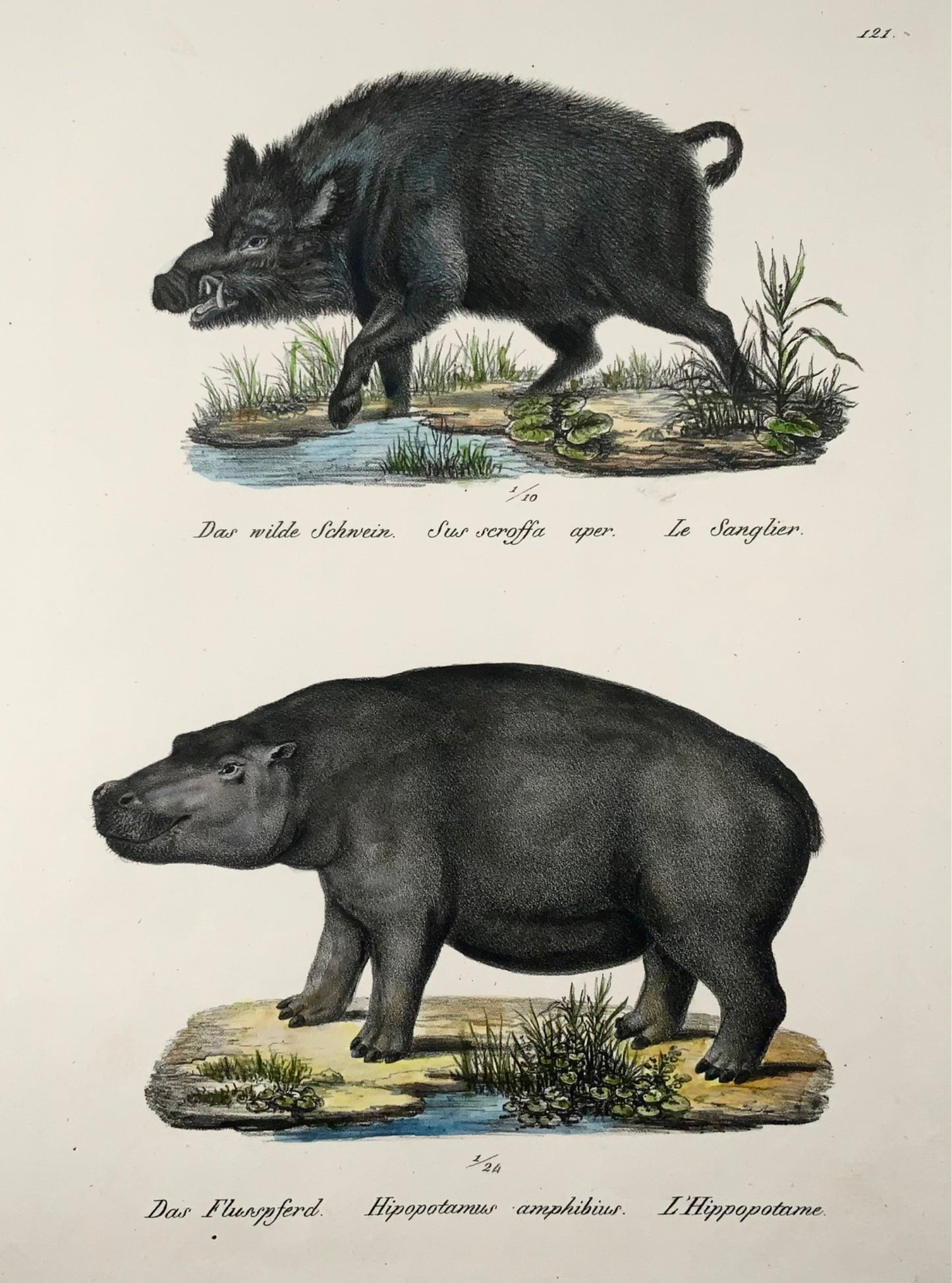 1824 Ippopotamo, boero, mammiferi, KJ Brodtmann colorato a mano, litografia in folio