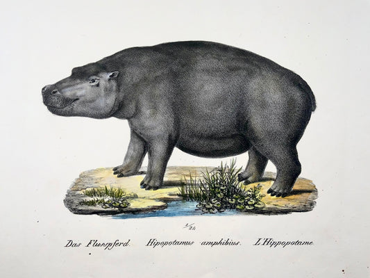 1824 Hippopotamus, Boer, mammals, K.J. Brodtmann hand colored, folio lithograph