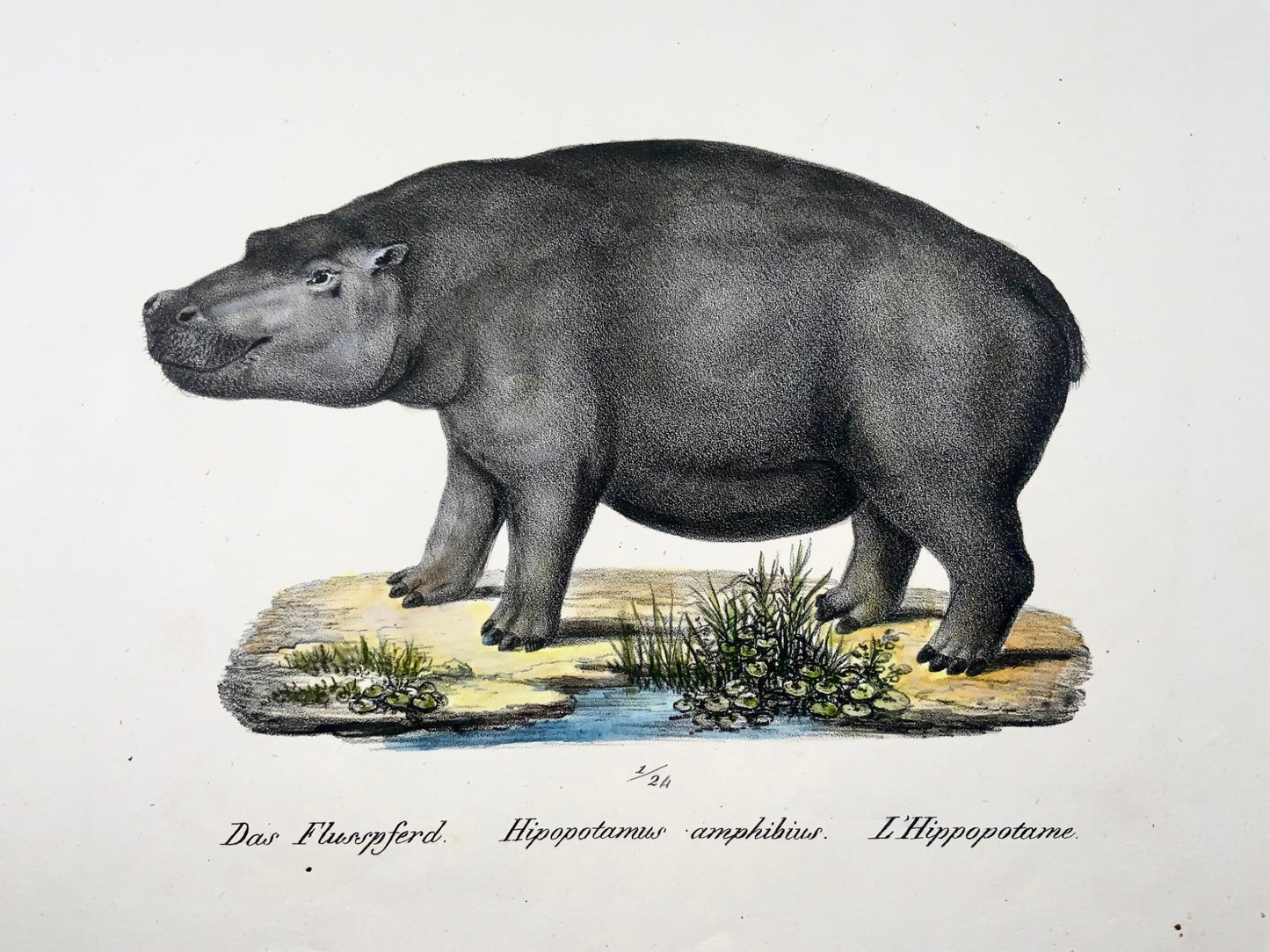 1824 Hippopotame, Boer, mammifères, KJ Brodtmann colorié à la main, lithographie in-folio