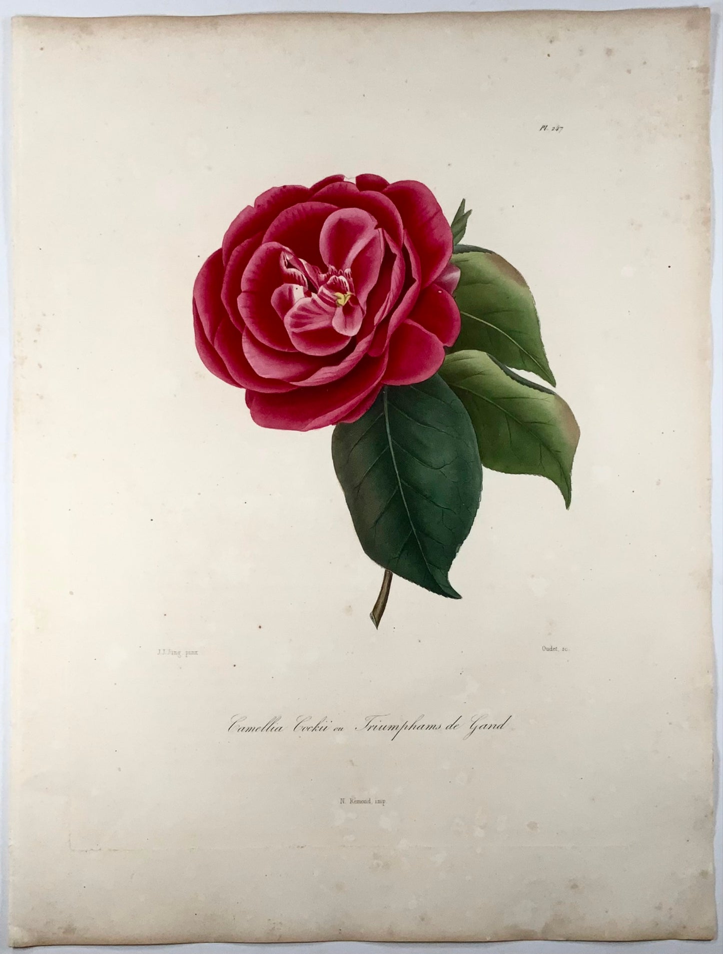 1841 Camellia Cockii, botanica, disegnato da JJ Jung, inciso da Oudet, Berlèse
