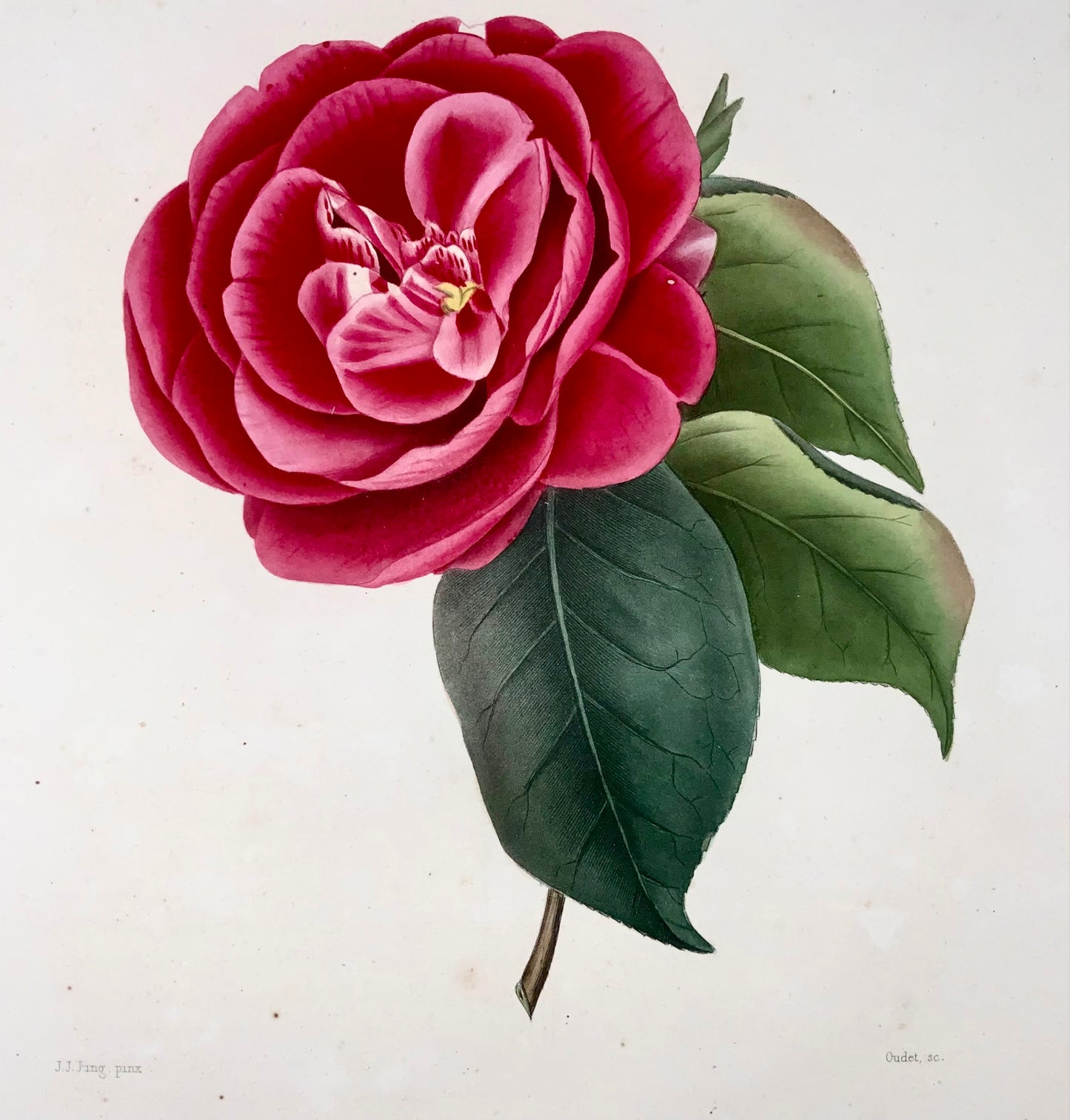 1841 Camellia Cockii, botanica, disegnato da JJ Jung, inciso da Oudet, Berlèse
