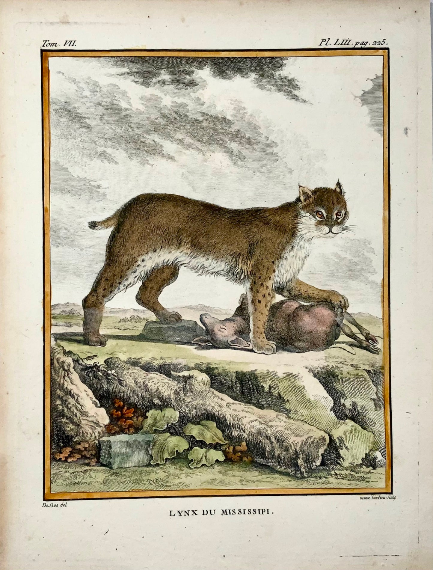 1779 Lynx du Mississippi ; J. de Sève, mammifère, gravure in-4 coloriée à la main