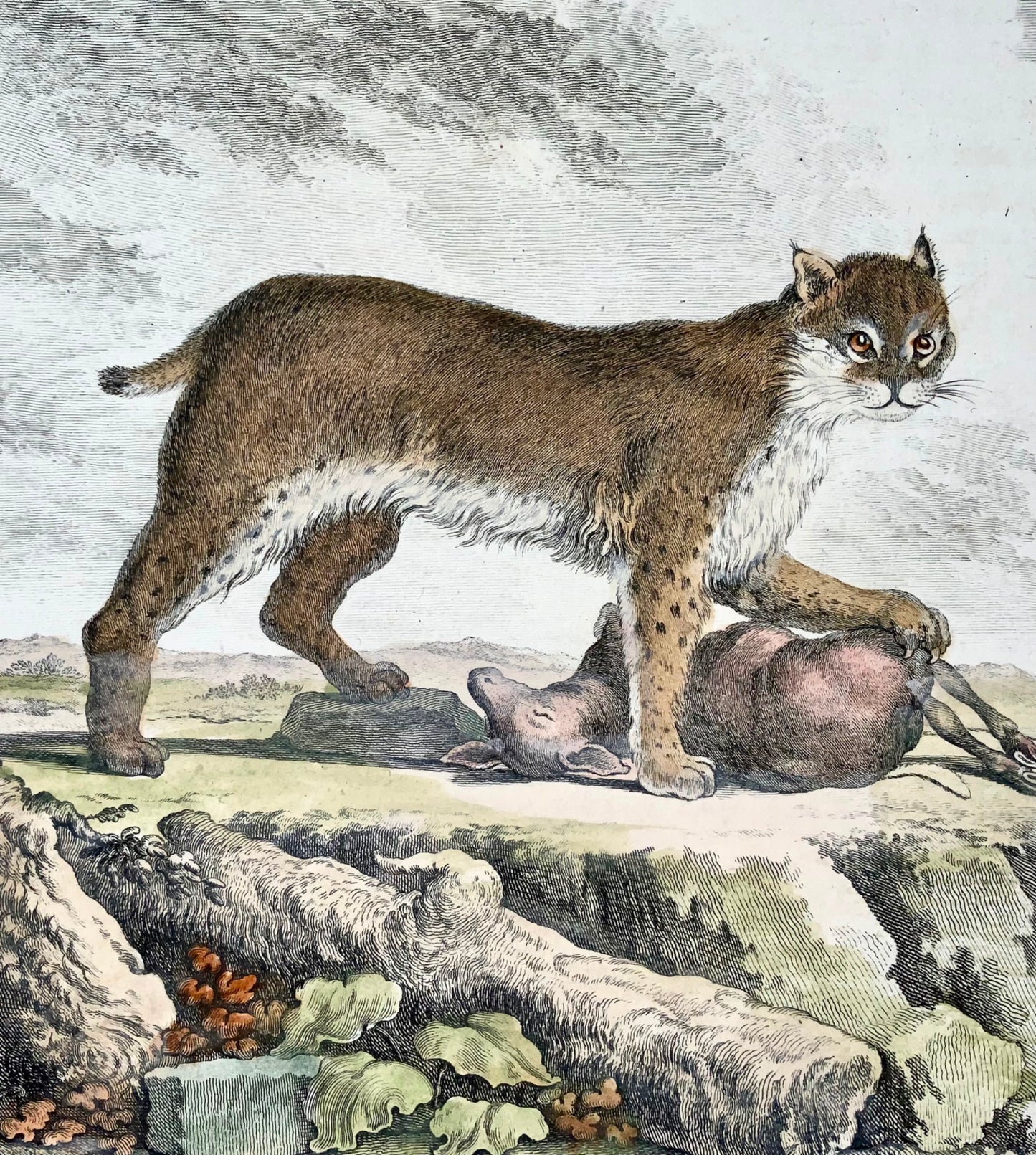 1779 Lynx du Mississippi ; J. de Sève, mammifère, gravure in-4 coloriée à la main