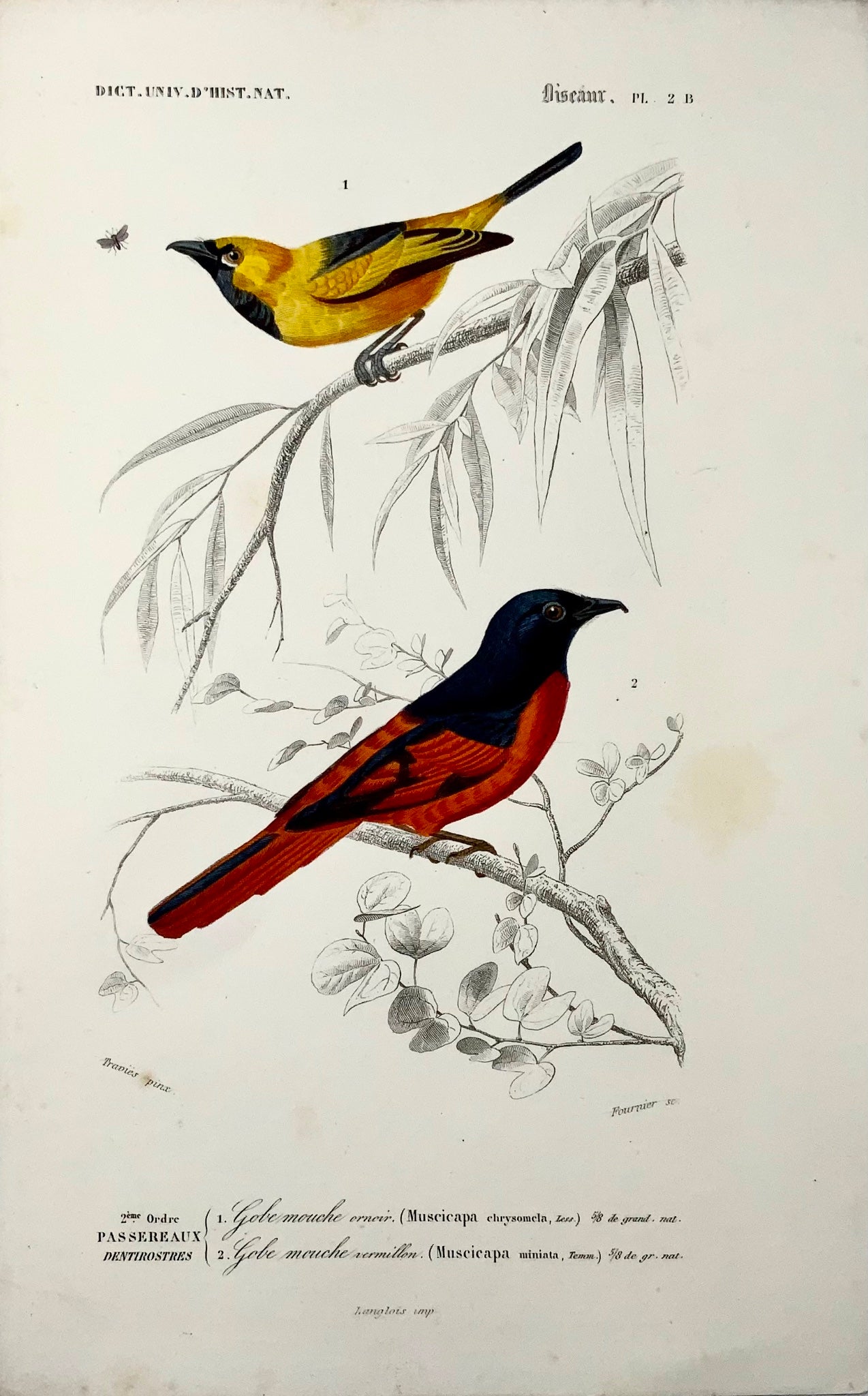 1840 Pigliamosche, ornitologia, ed. Travies, colore originale a mano