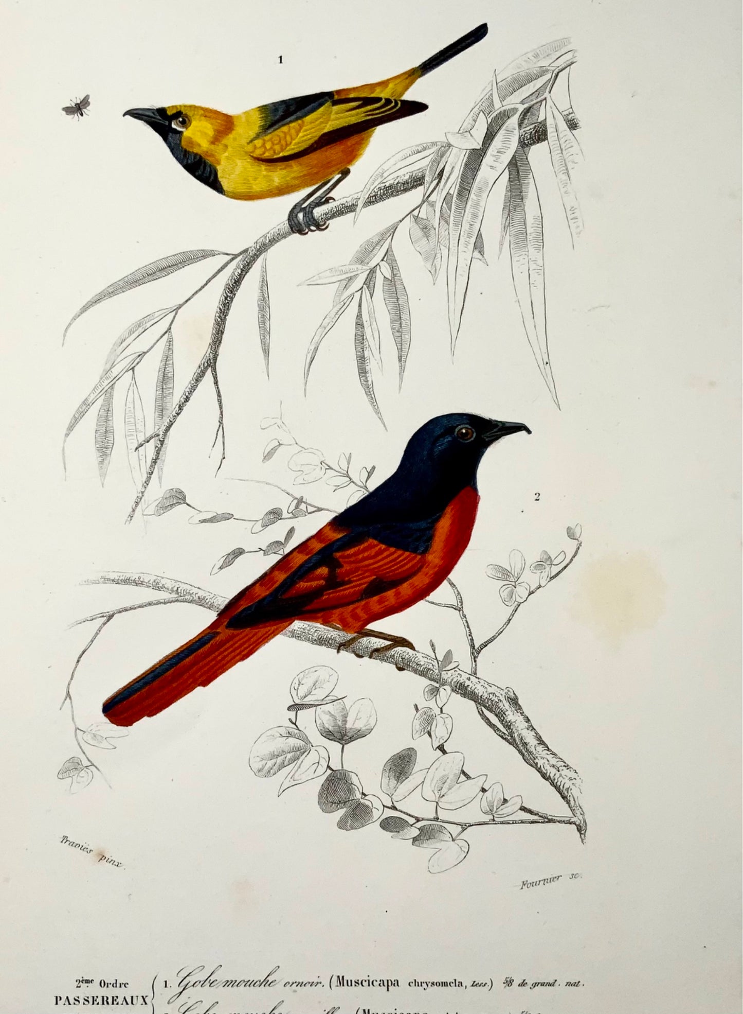 1840 Flycatchers, ornithology, Ed. Travies, original hand colour