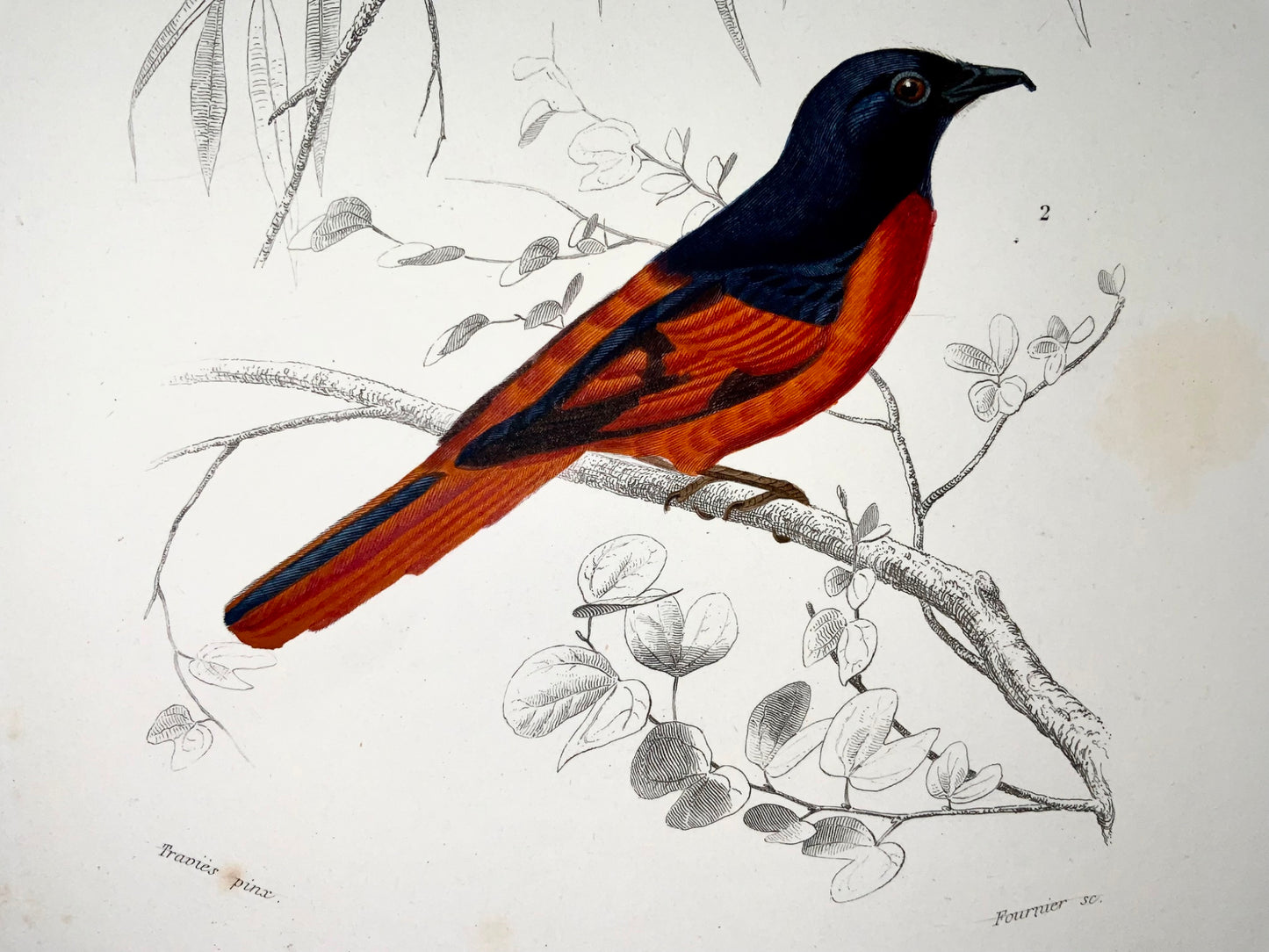 1840 Pigliamosche, ornitologia, ed. Travies, colore originale a mano