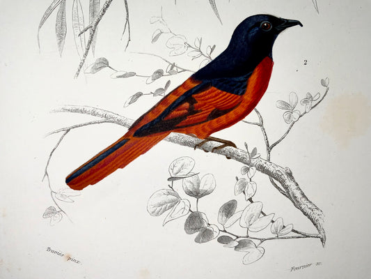 1840 Moucherolles, ornithologie, Éd. Travies, couleur originale de la main