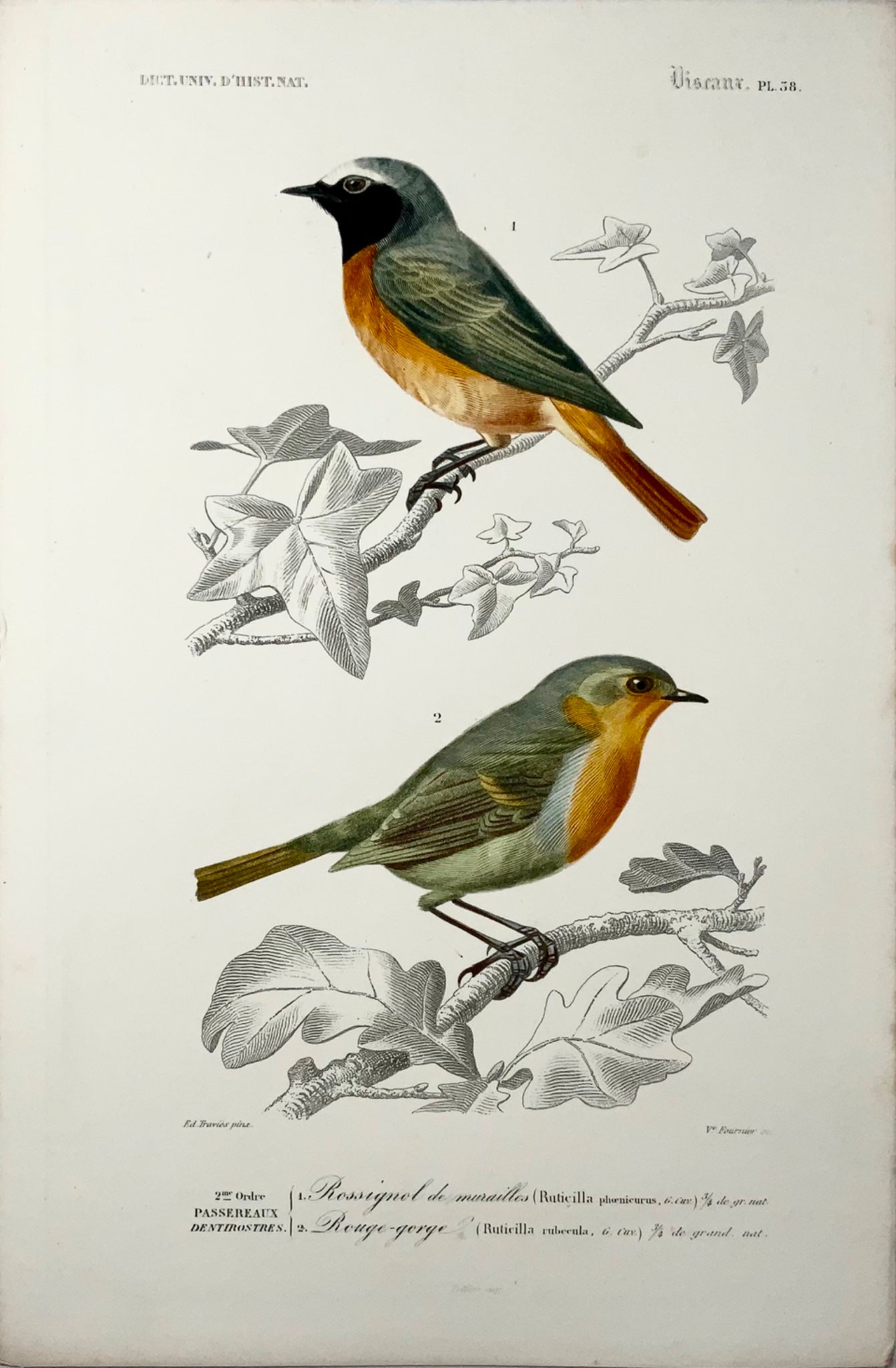 1840 Usignoli, ornitologia, ed. Travies, colore originale a mano