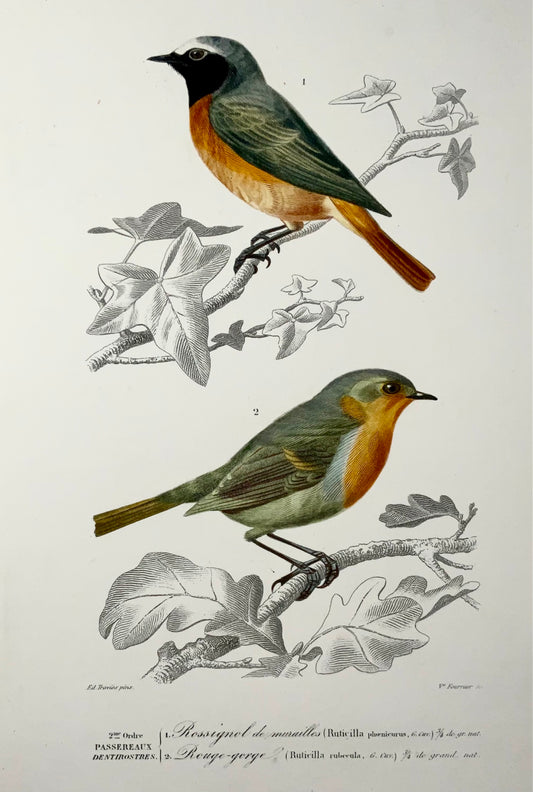 1840 Rossignols, ornithologie, Éd. Travies, couleur originale de la main