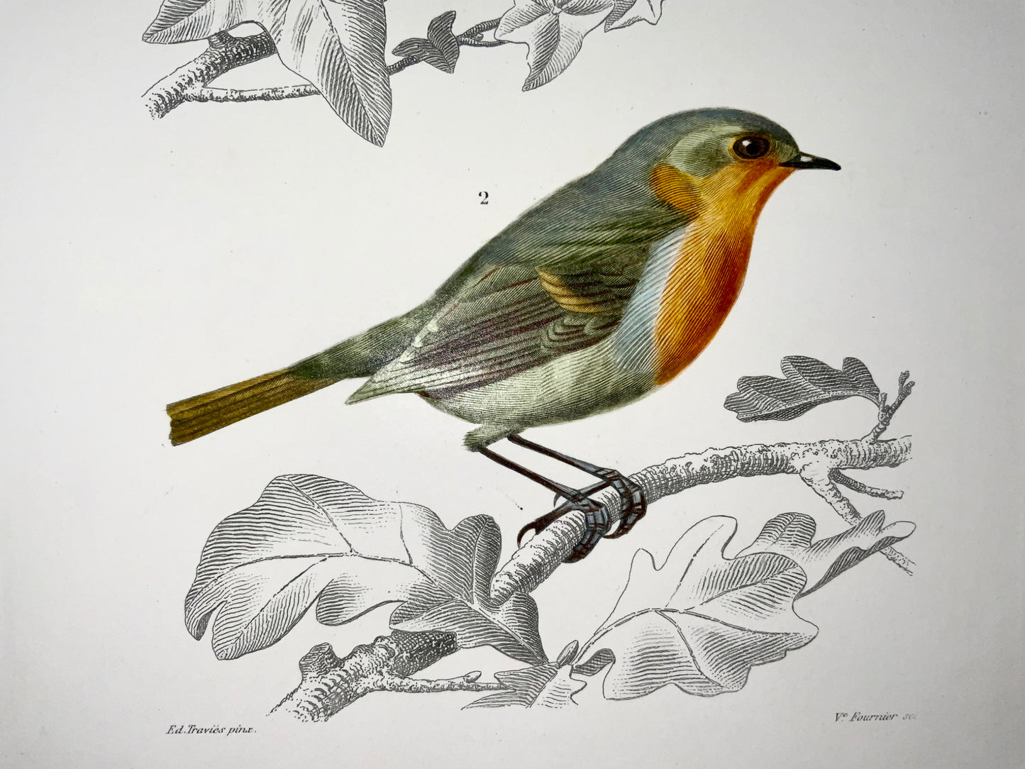 1840 Usignoli, ornitologia, ed. Travies, colore originale a mano
