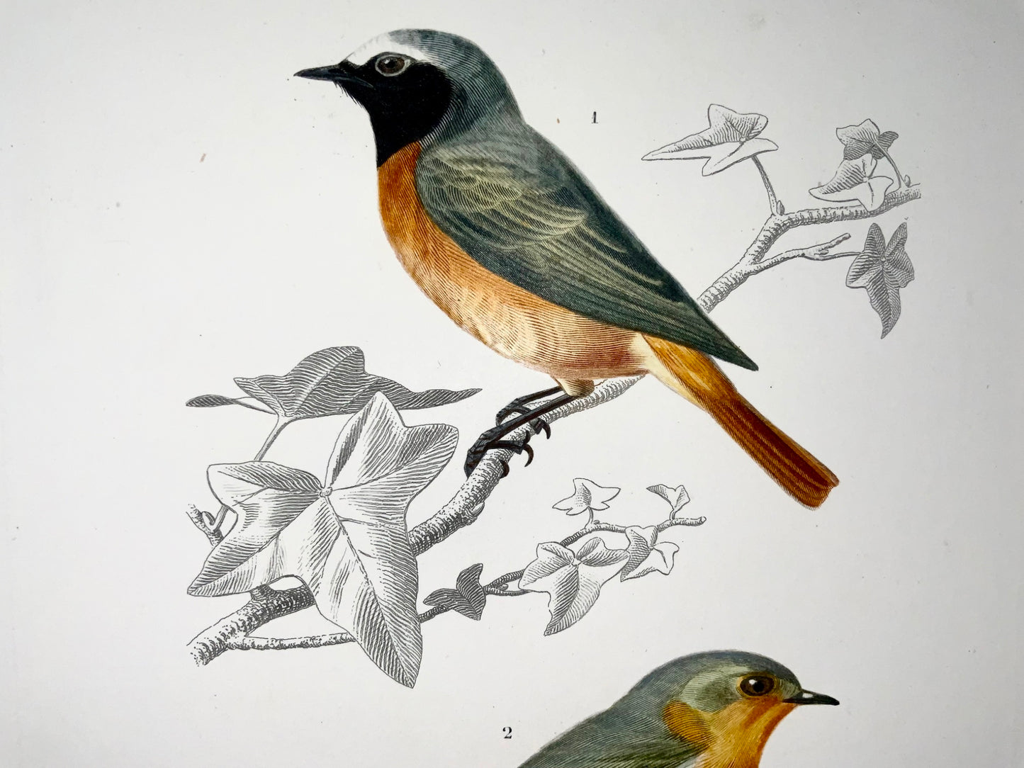 1840 Rossignols, ornithologie, Éd. Travies, couleur originale de la main
