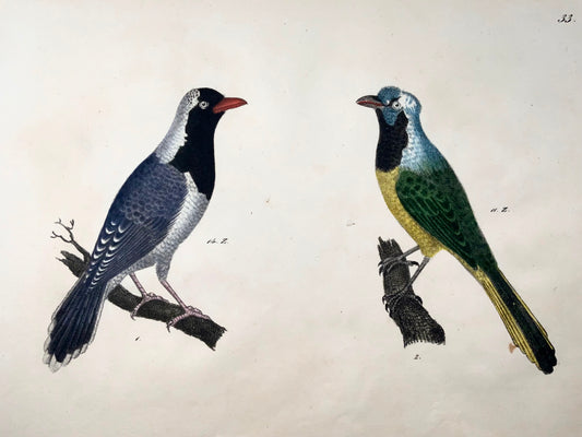 1819 Bulbuls, ornithology, Strack, chalk lithograph, hand color