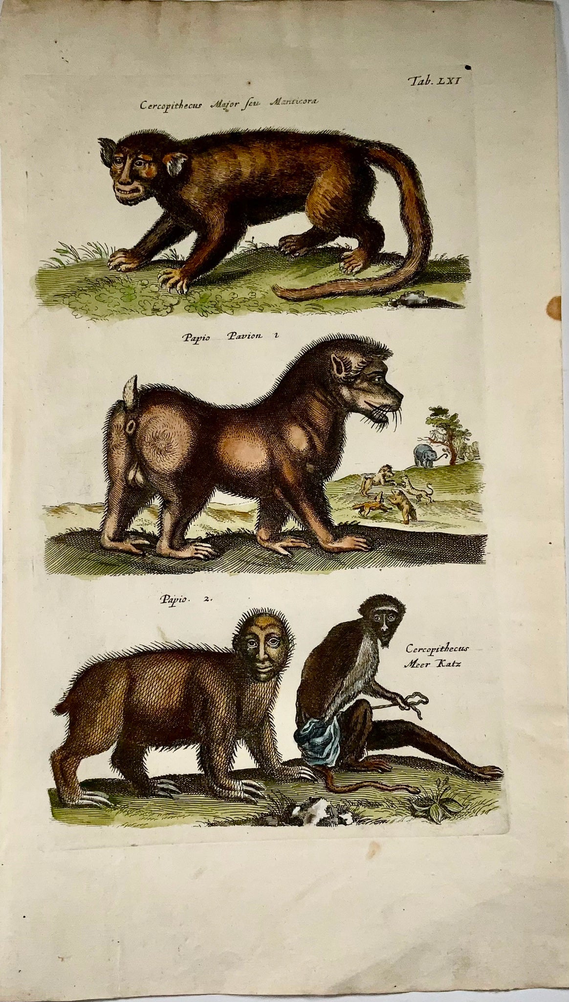 1657 Babouins, Créatures mythiques, Matt Merian, folio, colorié à la main, mammifères