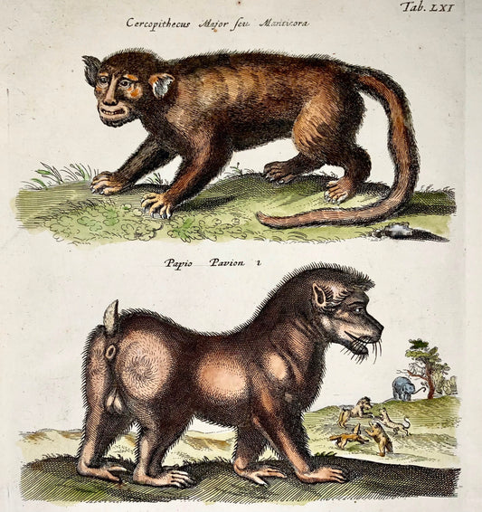 1657 Babouins, Créatures mythiques, Matt Merian, folio, colorié à la main, mammifères
