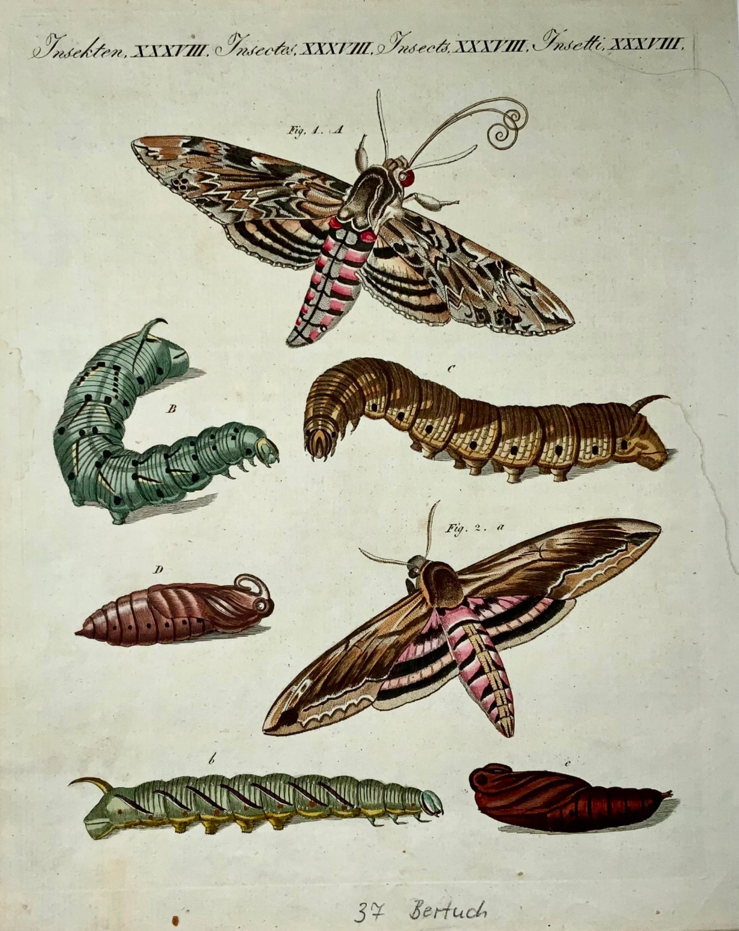 1790 Falena Sfinge, farfalle, FJ Bertuch, incisione colorata a mano da 4 a