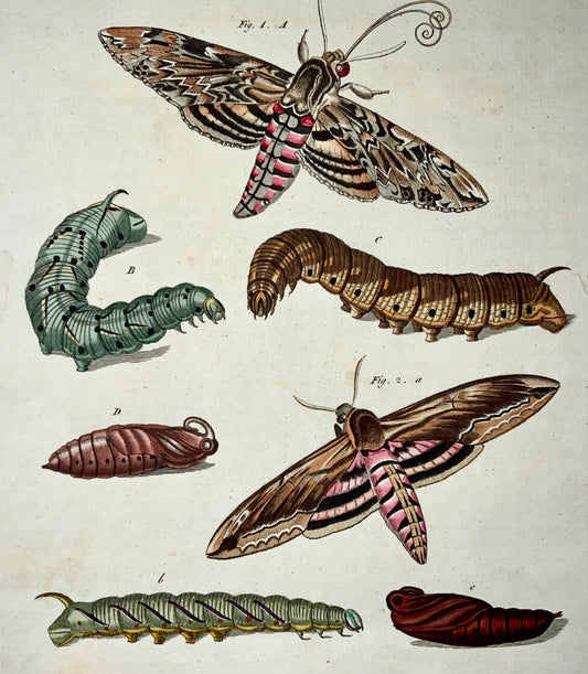 1790 Falena Sfinge, farfalle, FJ Bertuch, incisione colorata a mano da 4 a