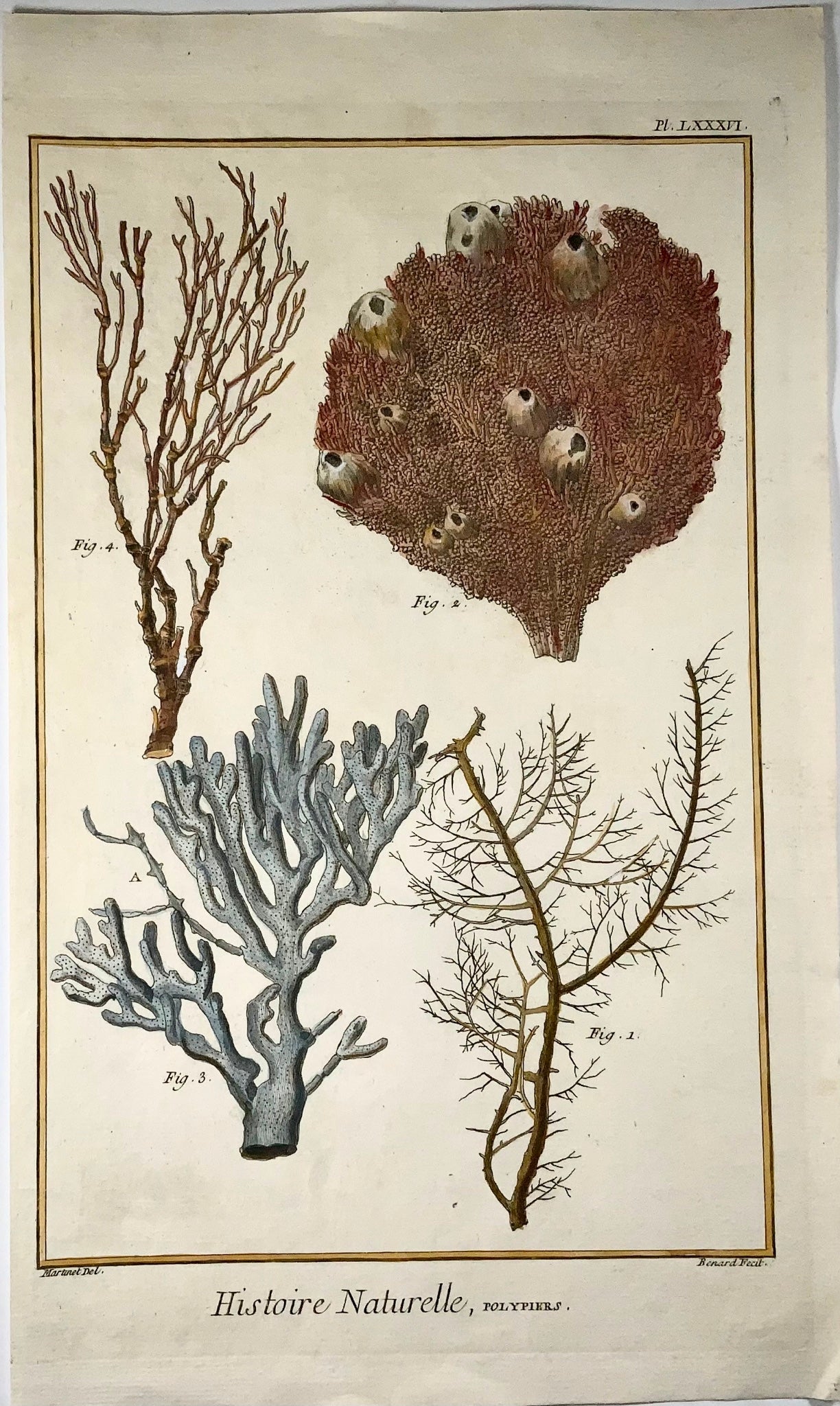 1751 Corallo, Polipi, Martinet, vita marina, colorato a mano, 39 cm