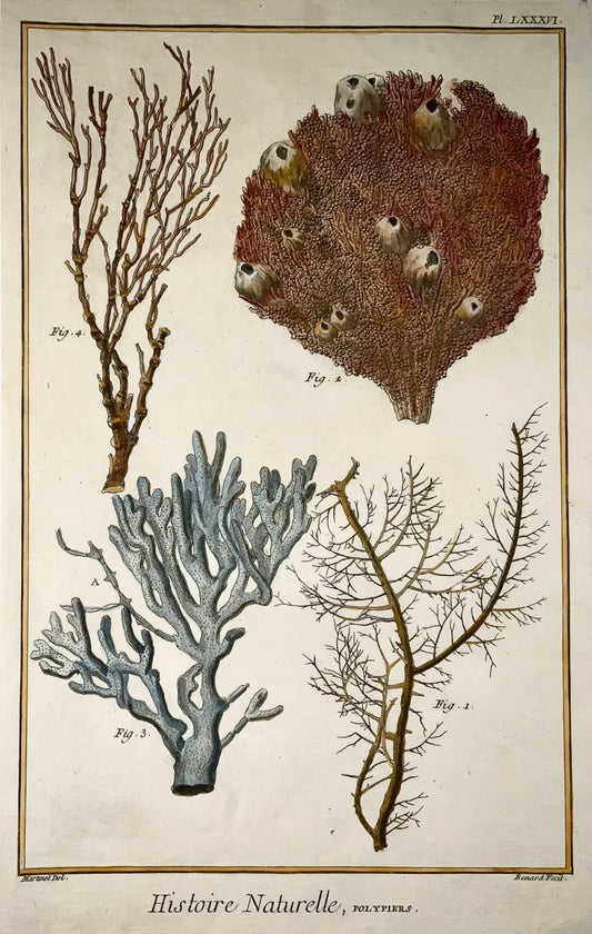 1751 Corallo, Polipi, Martinet, vita marina, colorato a mano, 39 cm