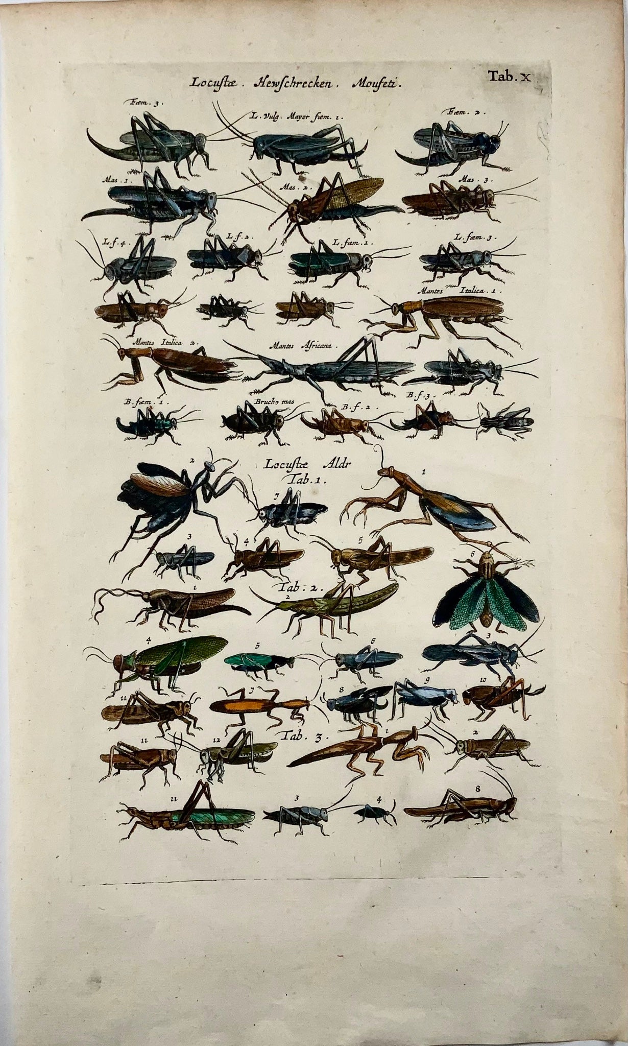 1657 Cavallette, locuste, insetti, Matt Merian, folio, colorato a mano