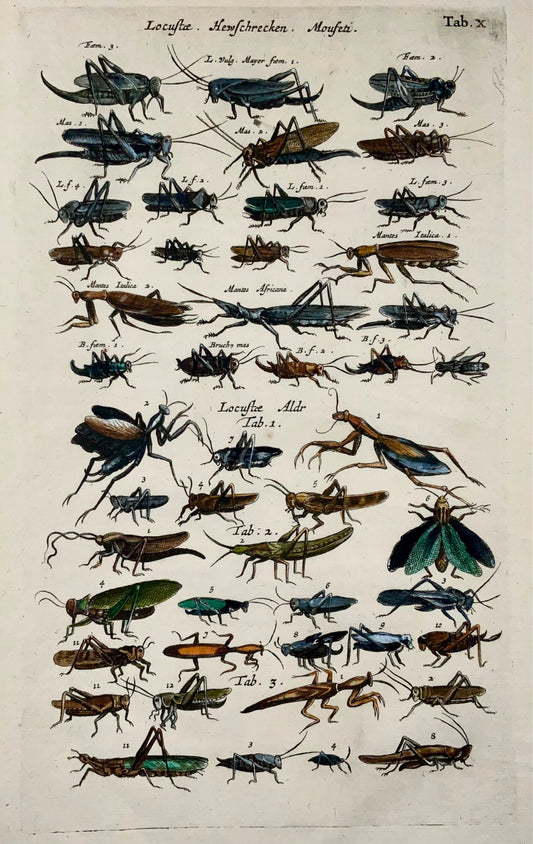1657 Sauterelles, Criquets, insectes, Matt Merian, folio, colorié à la main
