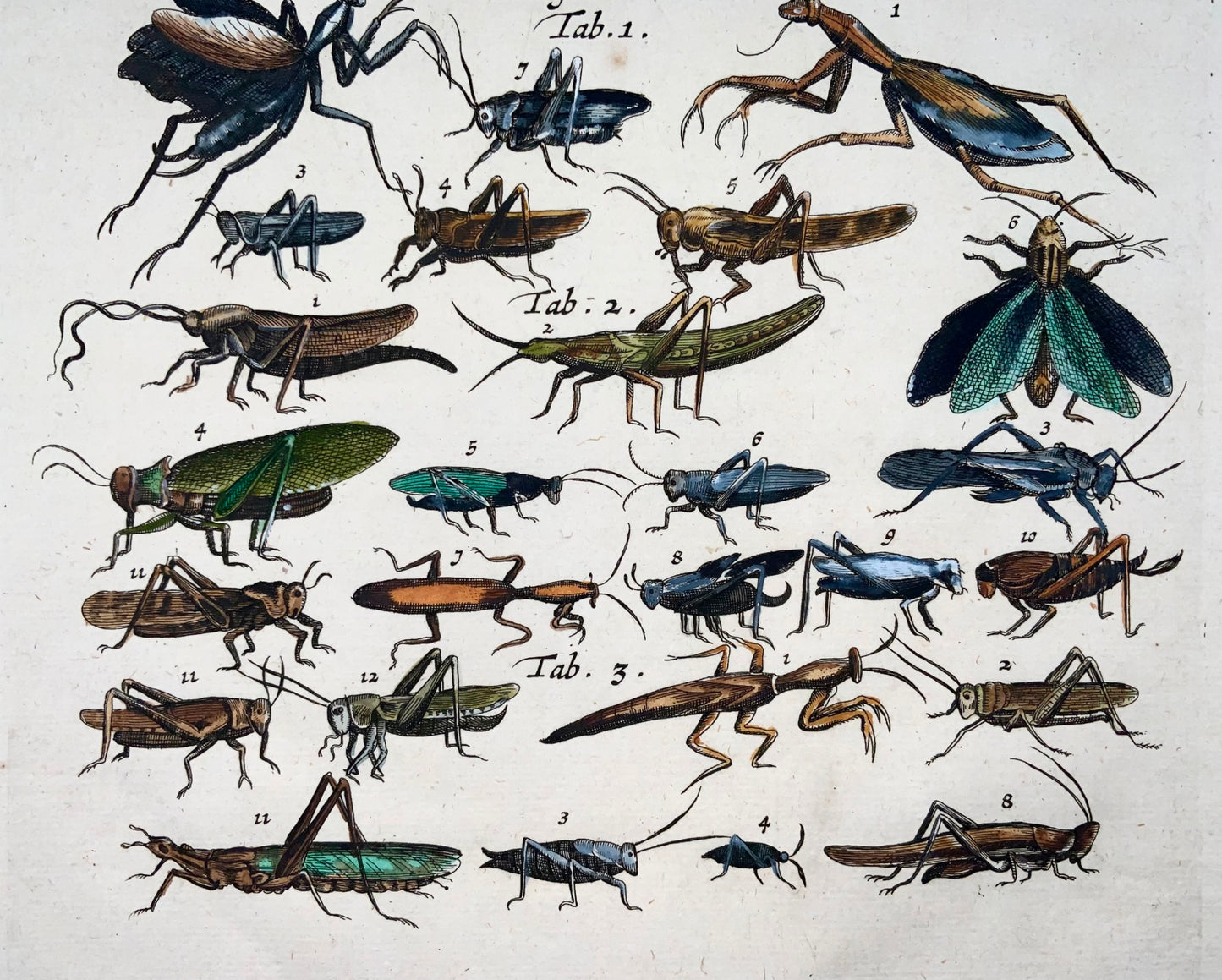1657 Grasshoppers, Locusts, insects, Matt Merian, folio, hand coloured