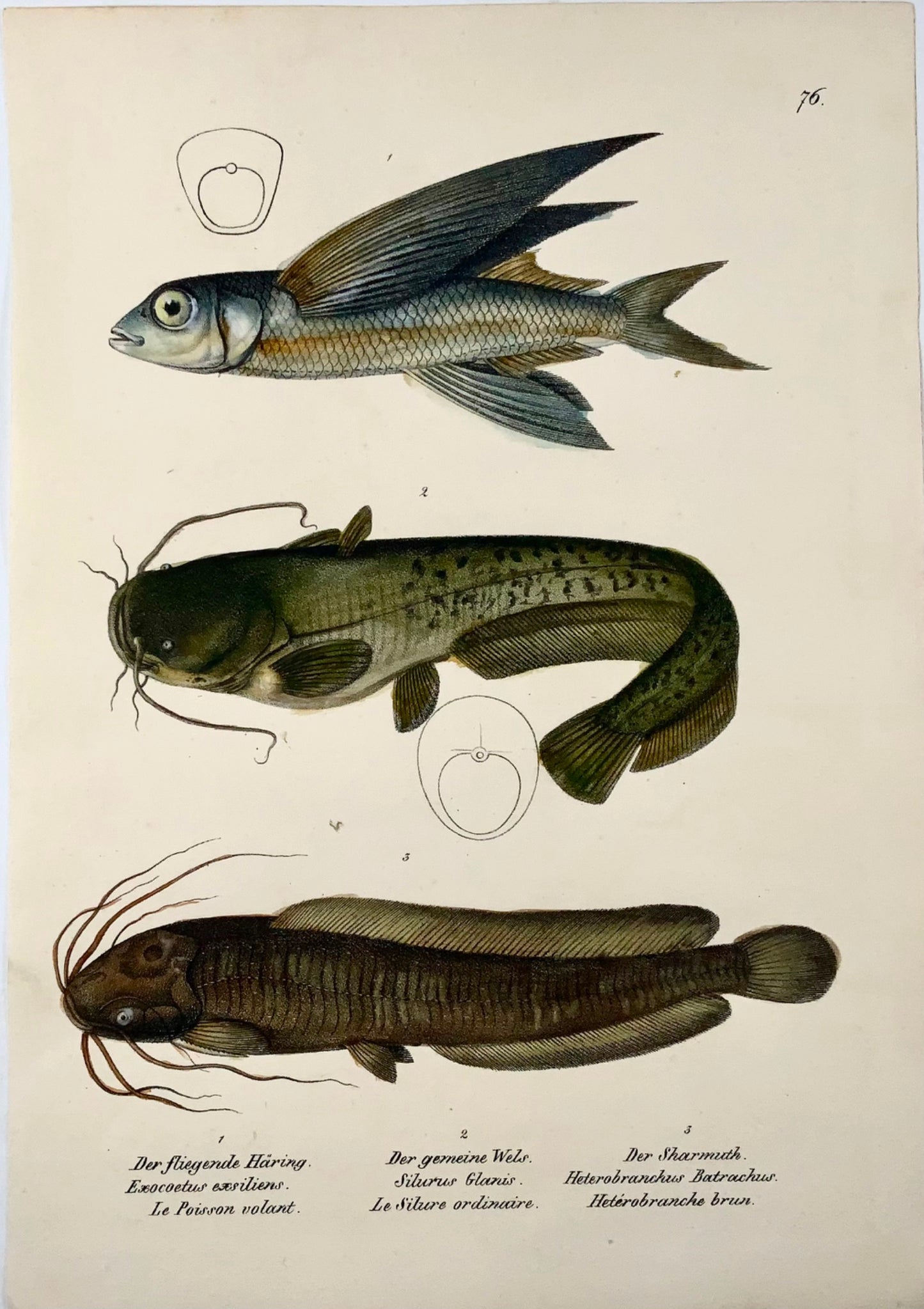 1833 Flying Fish, Catfish, H. Schinz (n. 1777) folio, litografia colorata a mano