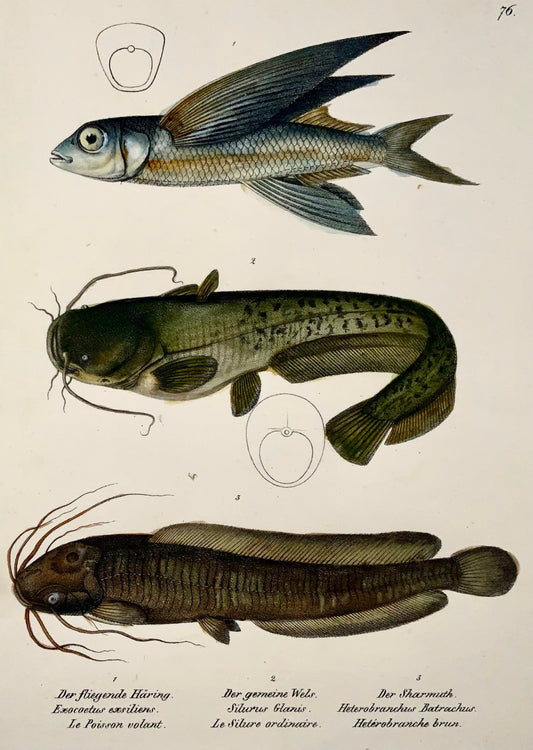 1833 Flying Fish, Catfish, H. Schinz (né en 1777) folio, lithographie coloriée à la main